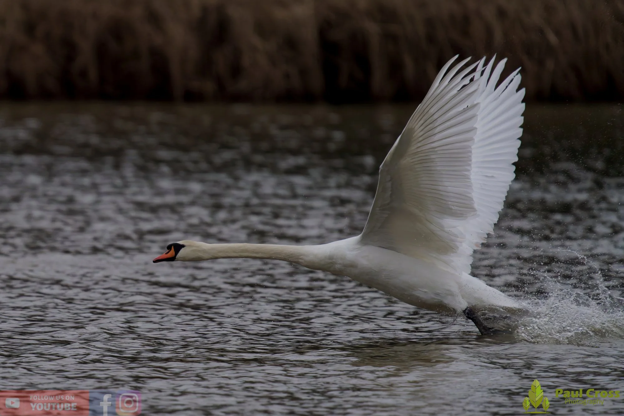 Mute Swan-00271.jpg