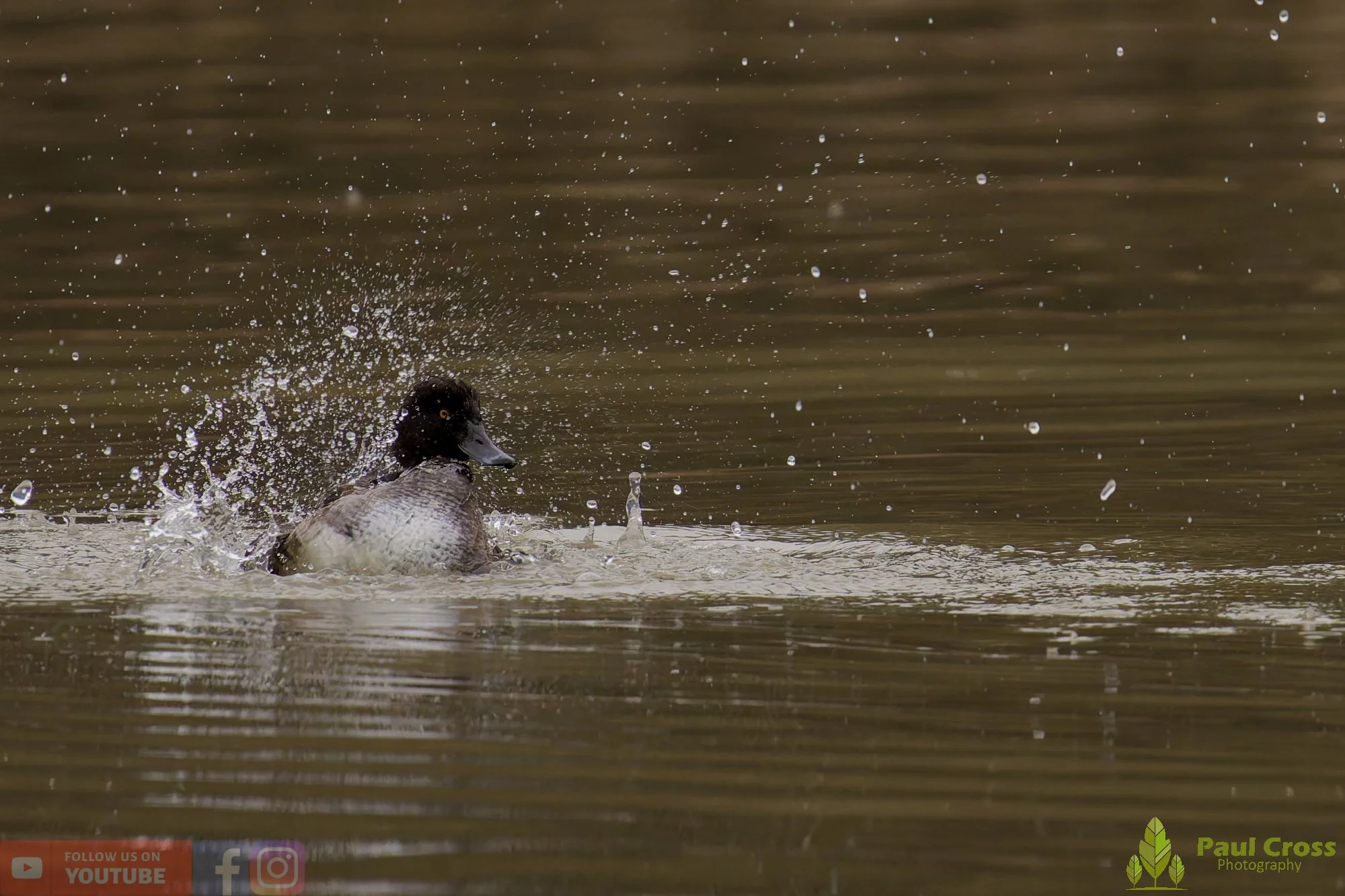 Tufted Duck-00244.jpg