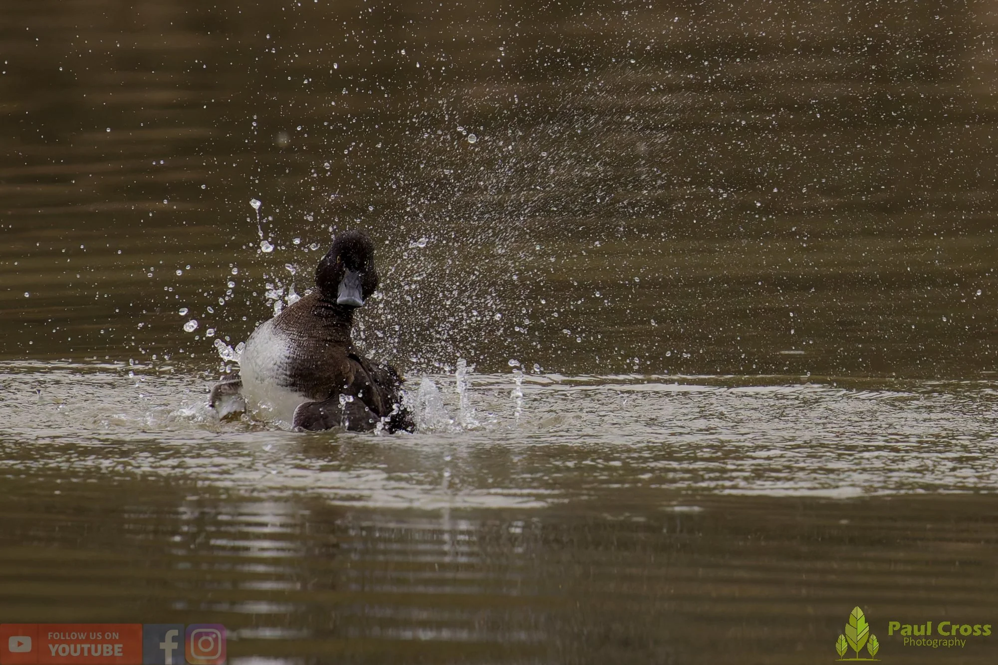 Tufted Duck-00245.jpg