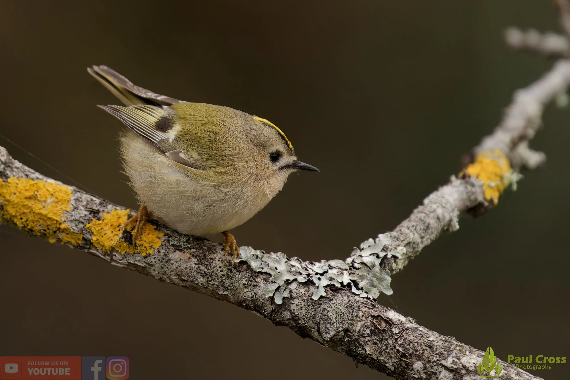 Goldcrest-00071.jpg