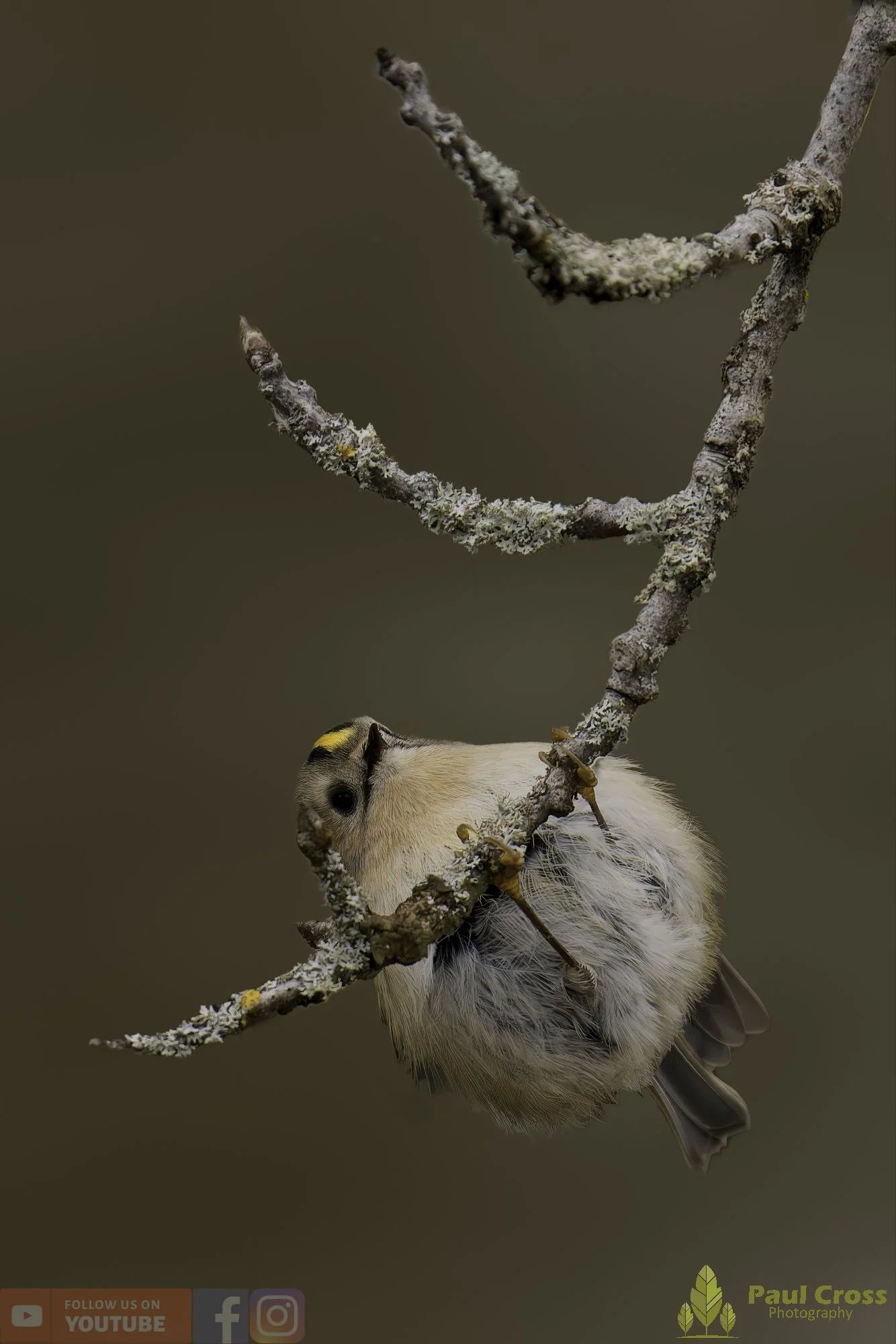 Goldcrest-00080.jpg
