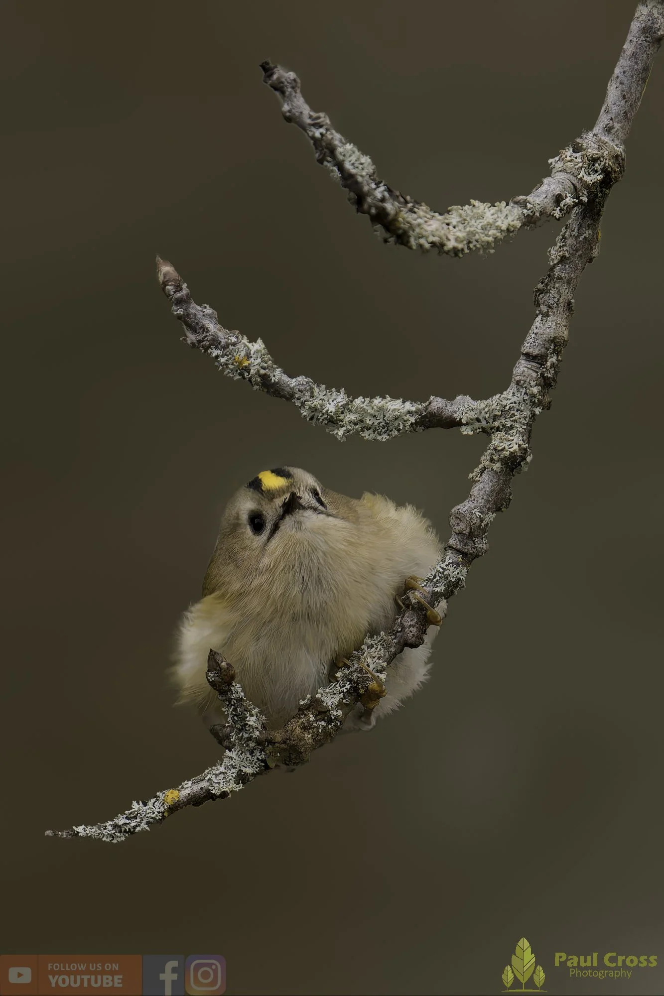Goldcrest-00081.jpg