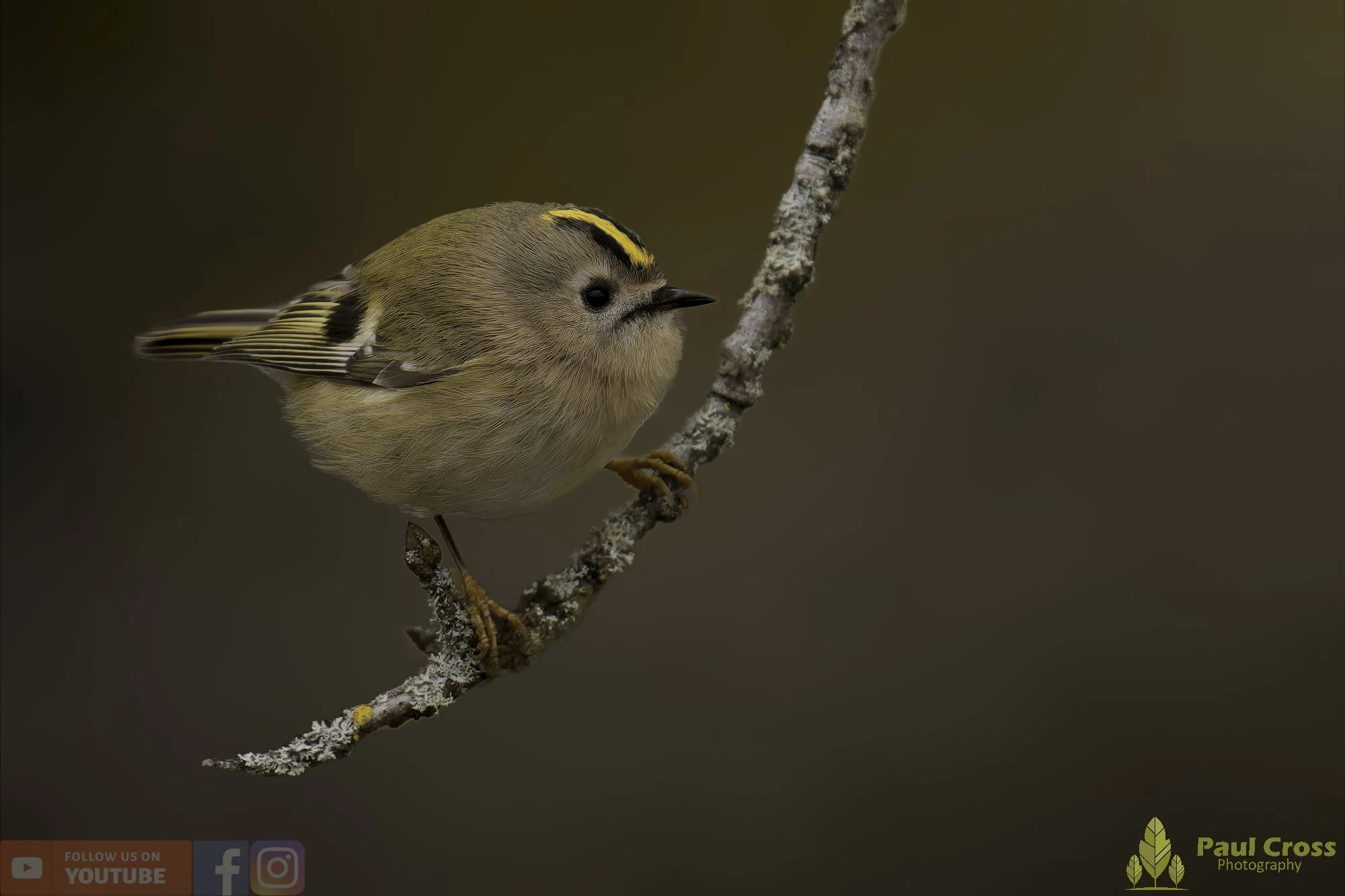 Goldcrest-00082.jpg