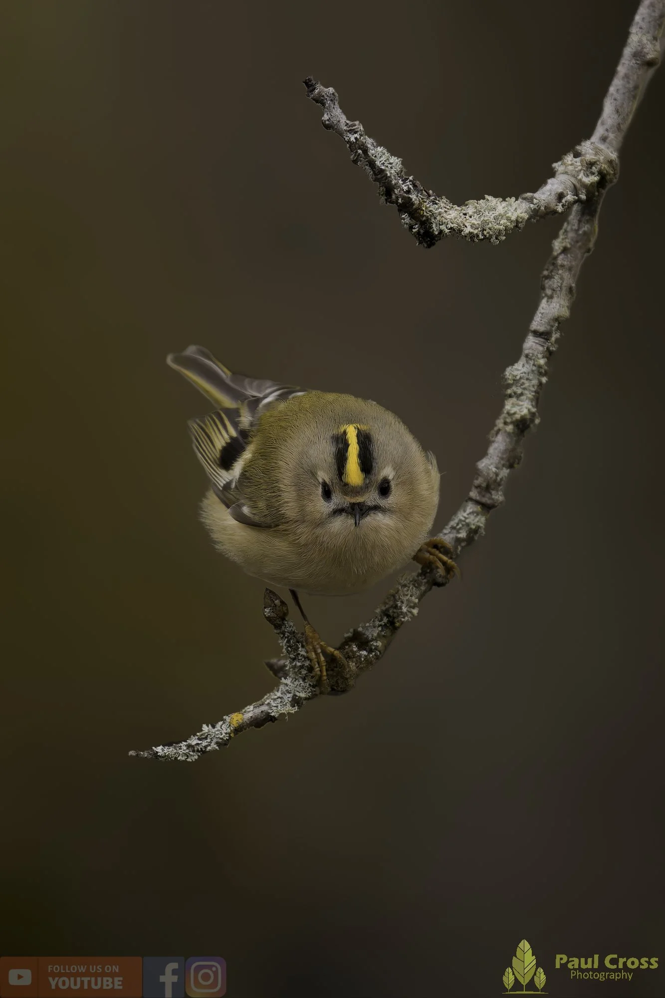 Goldcrest-00083.jpg
