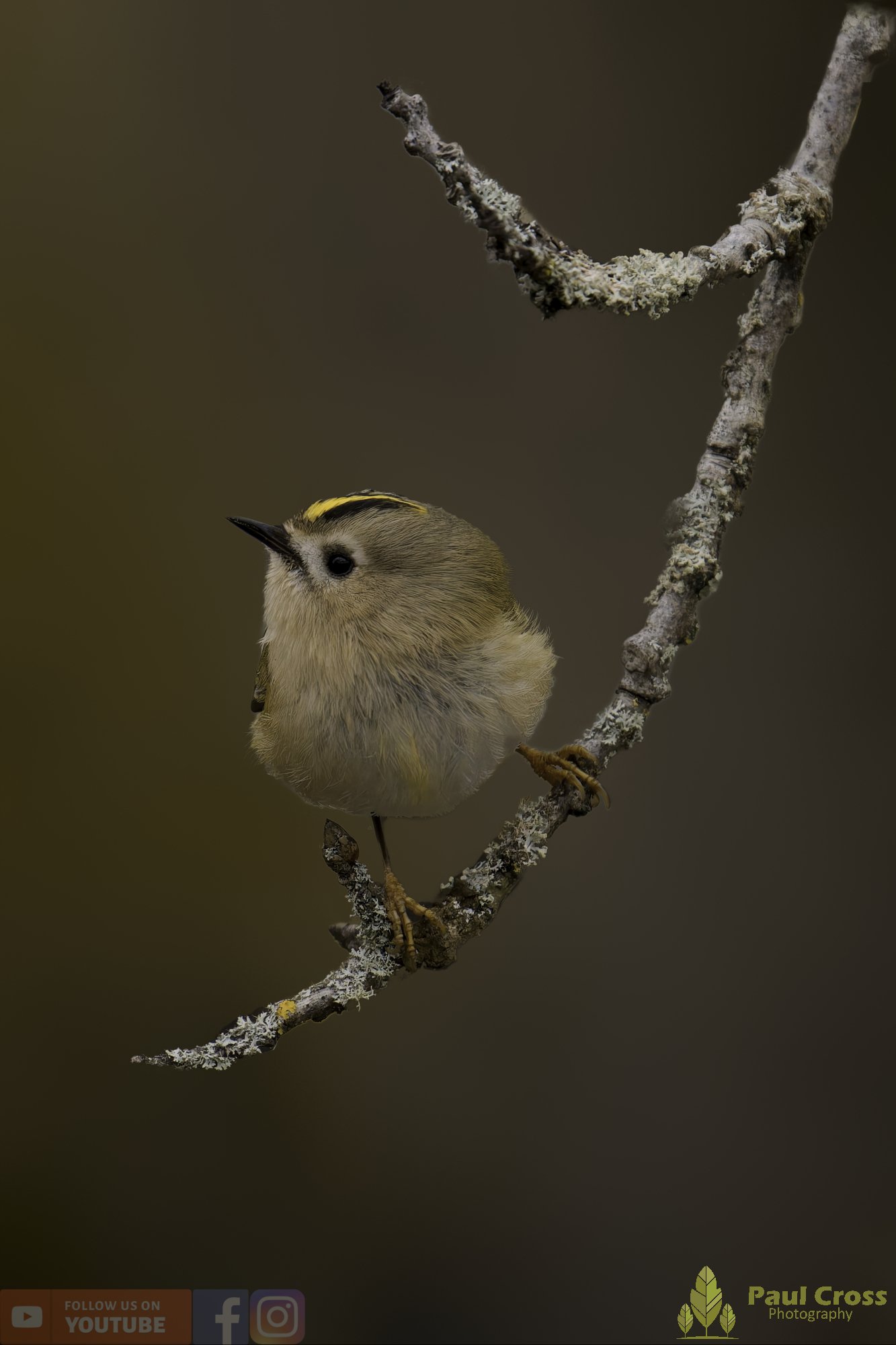 Goldcrest-00085.jpg