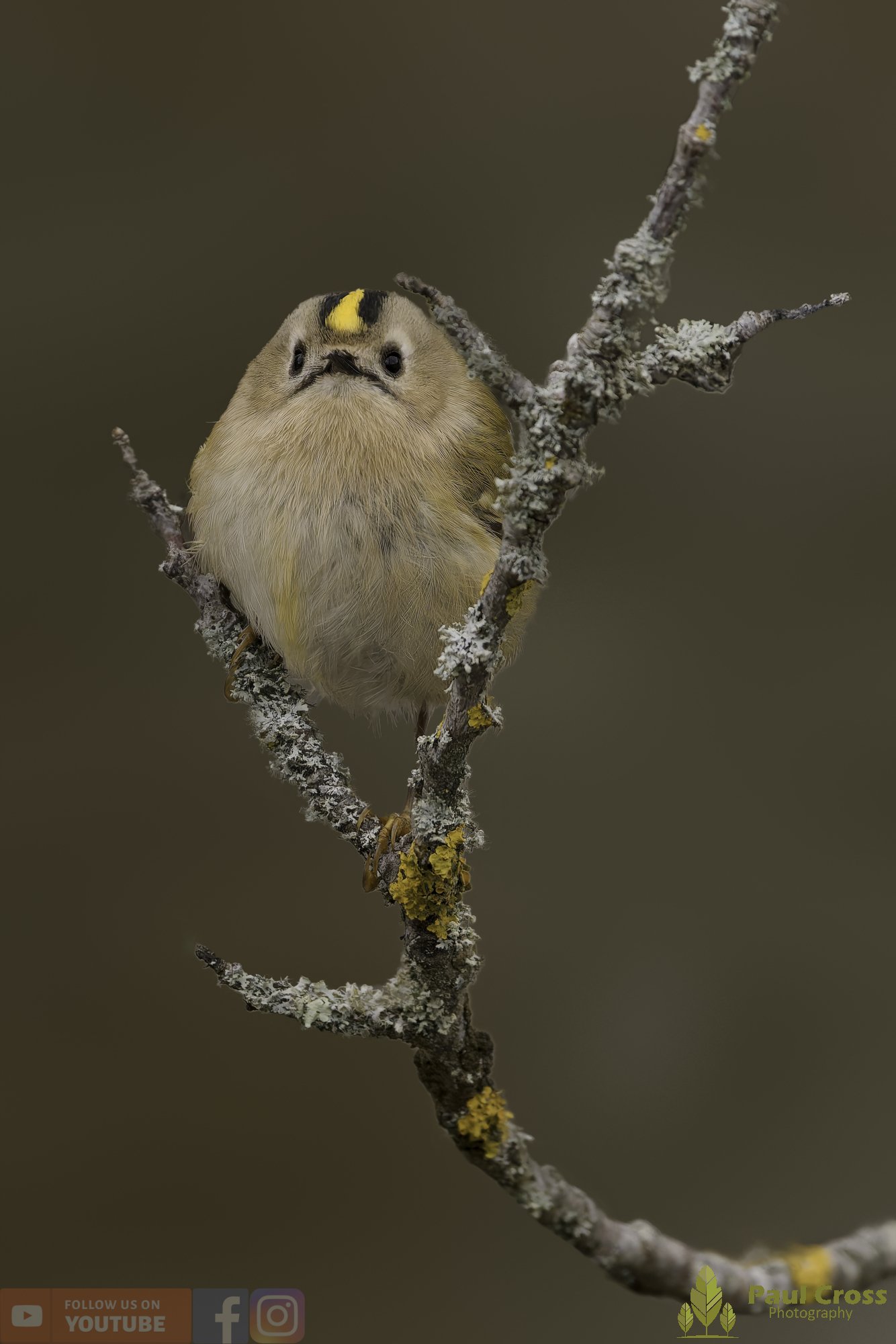 Goldcrest-00088.jpg