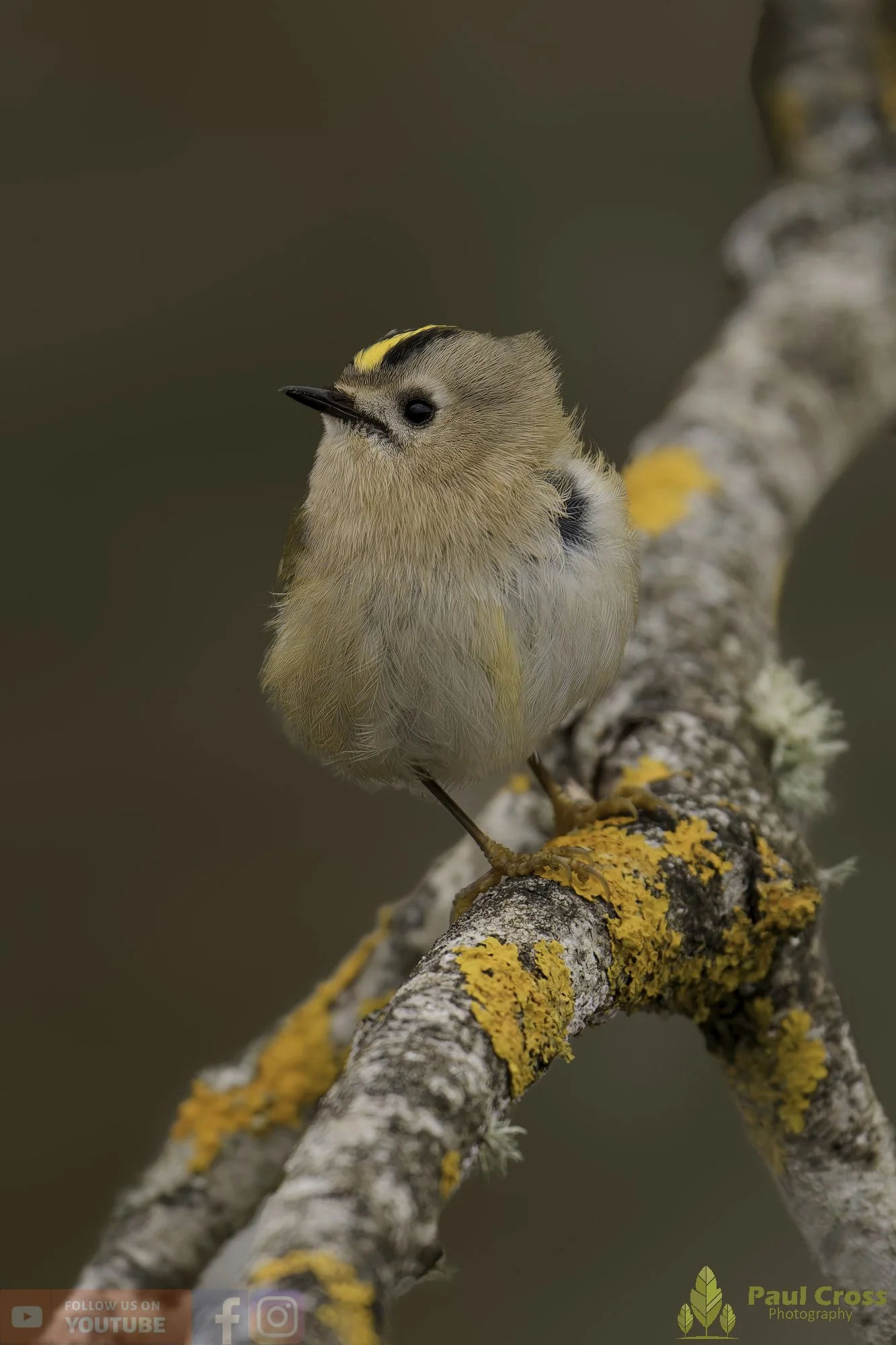 Goldcrest-00089.jpg