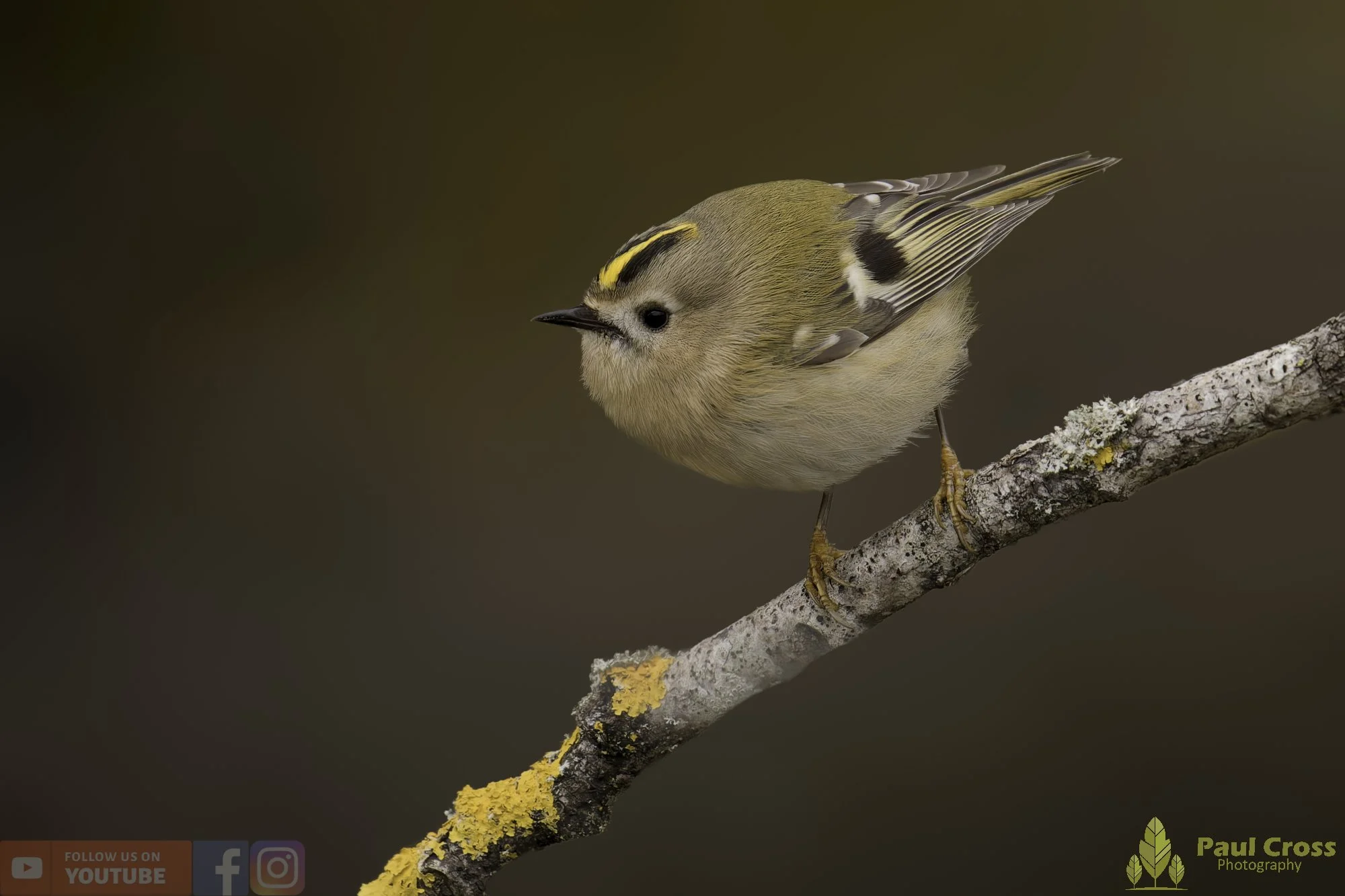 Goldcrest-00097.jpg