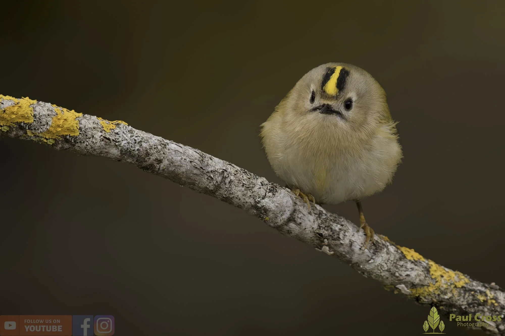 Goldcrest-00103.jpg
