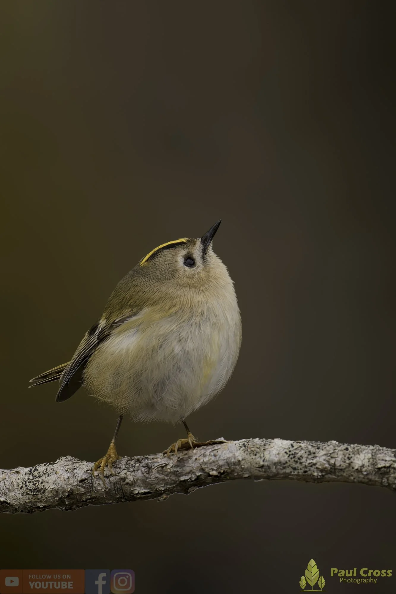 Goldcrest-00113.jpg
