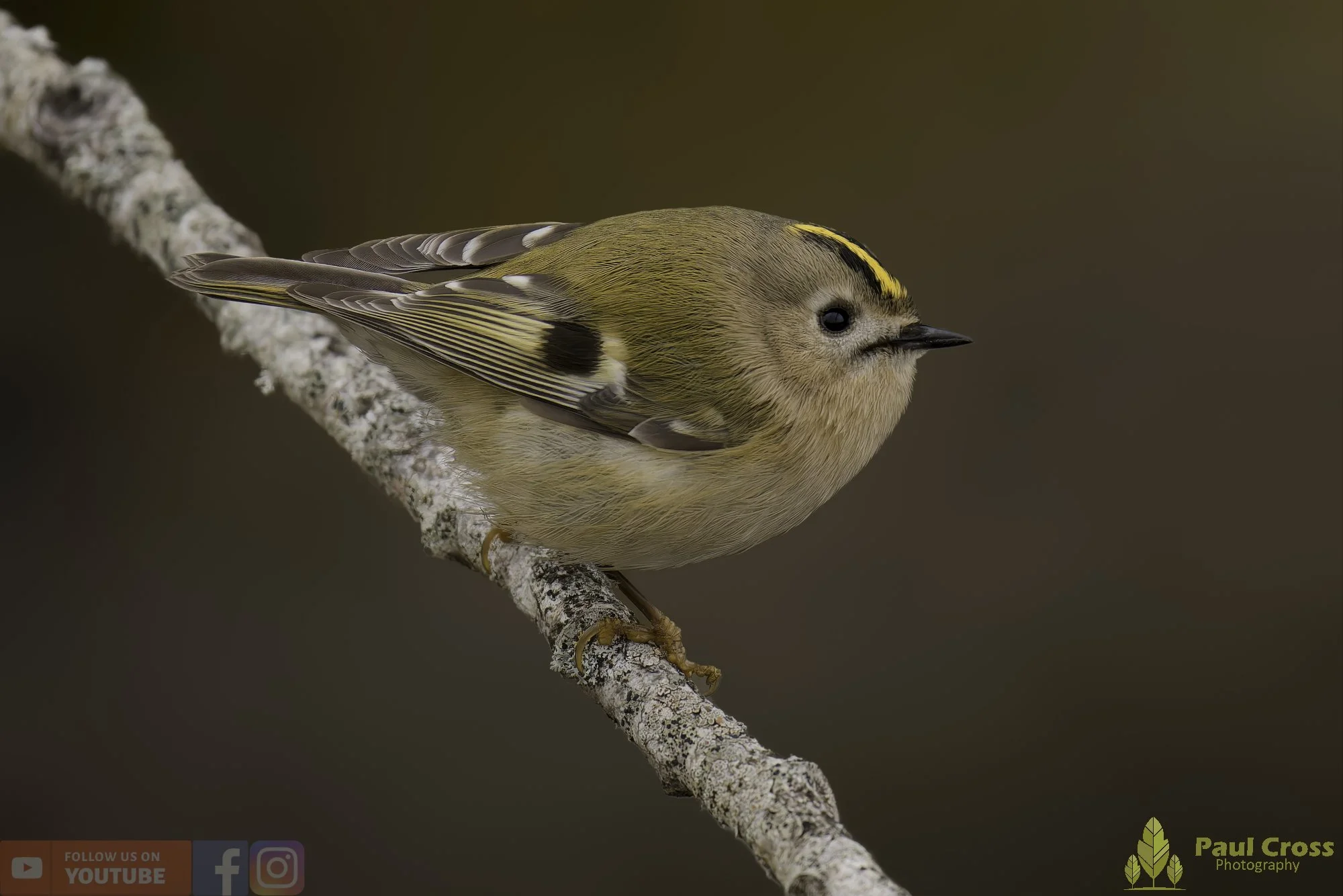 Goldcrest-00119.jpg