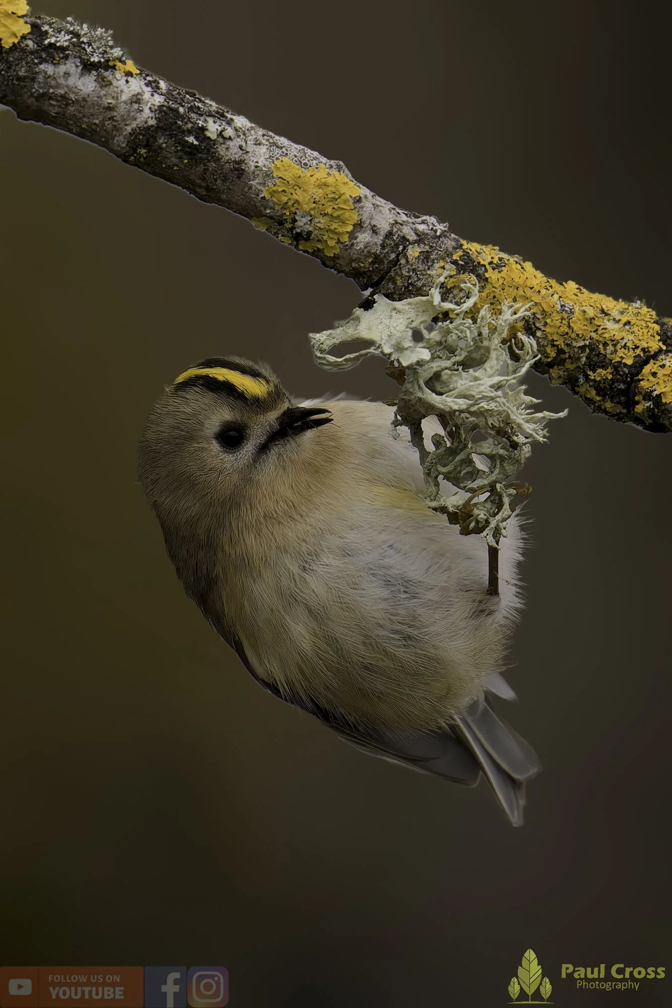 Goldcrest-00126.jpg