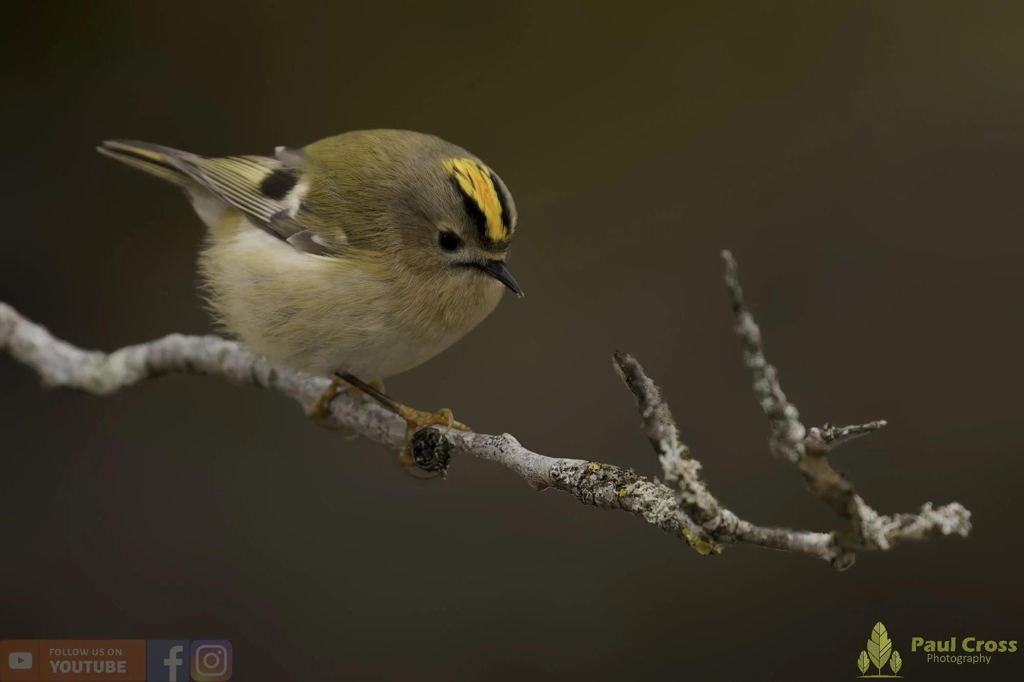 Goldcrest-00135.jpg