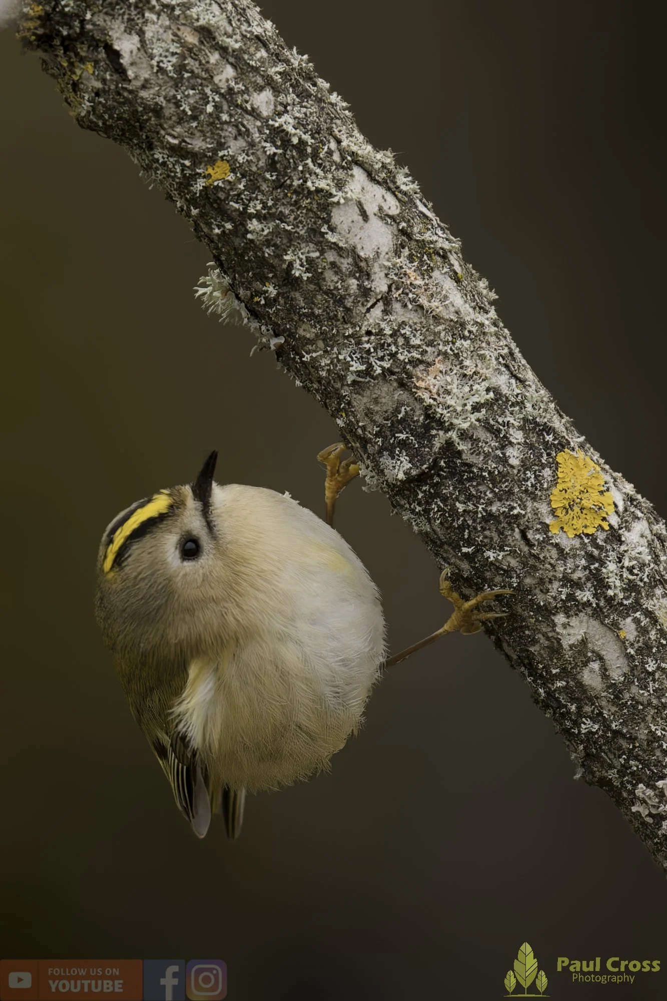 Goldcrest-00137.jpg