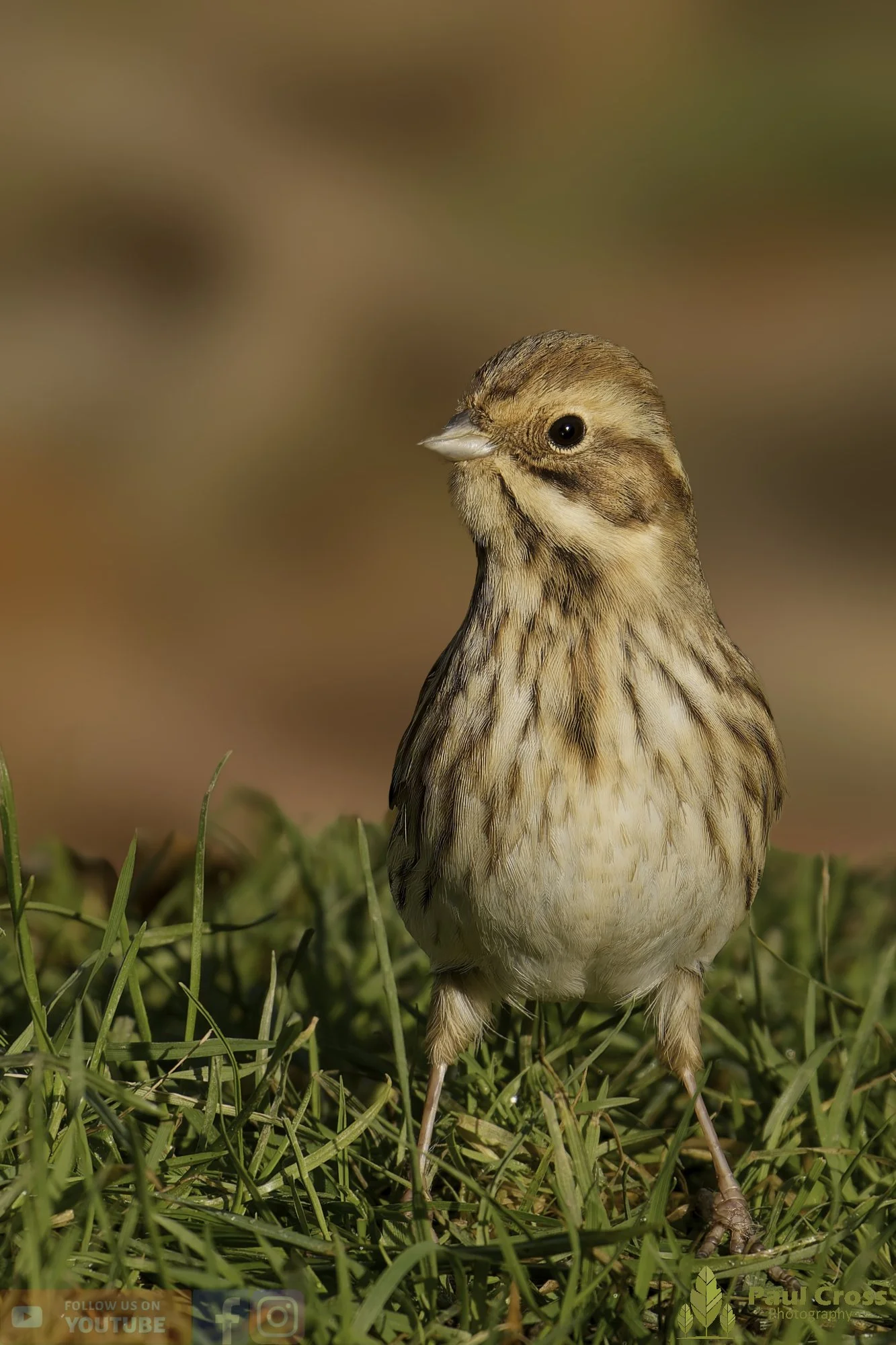 Common Reed Bunting-00068.jpg