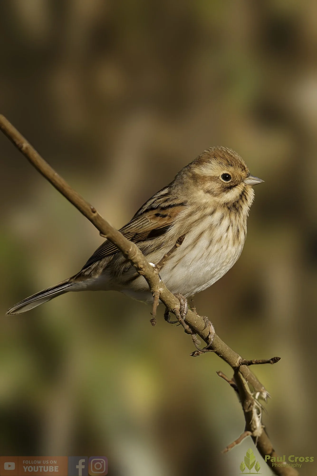 Common Reed Bunting-00069.jpg