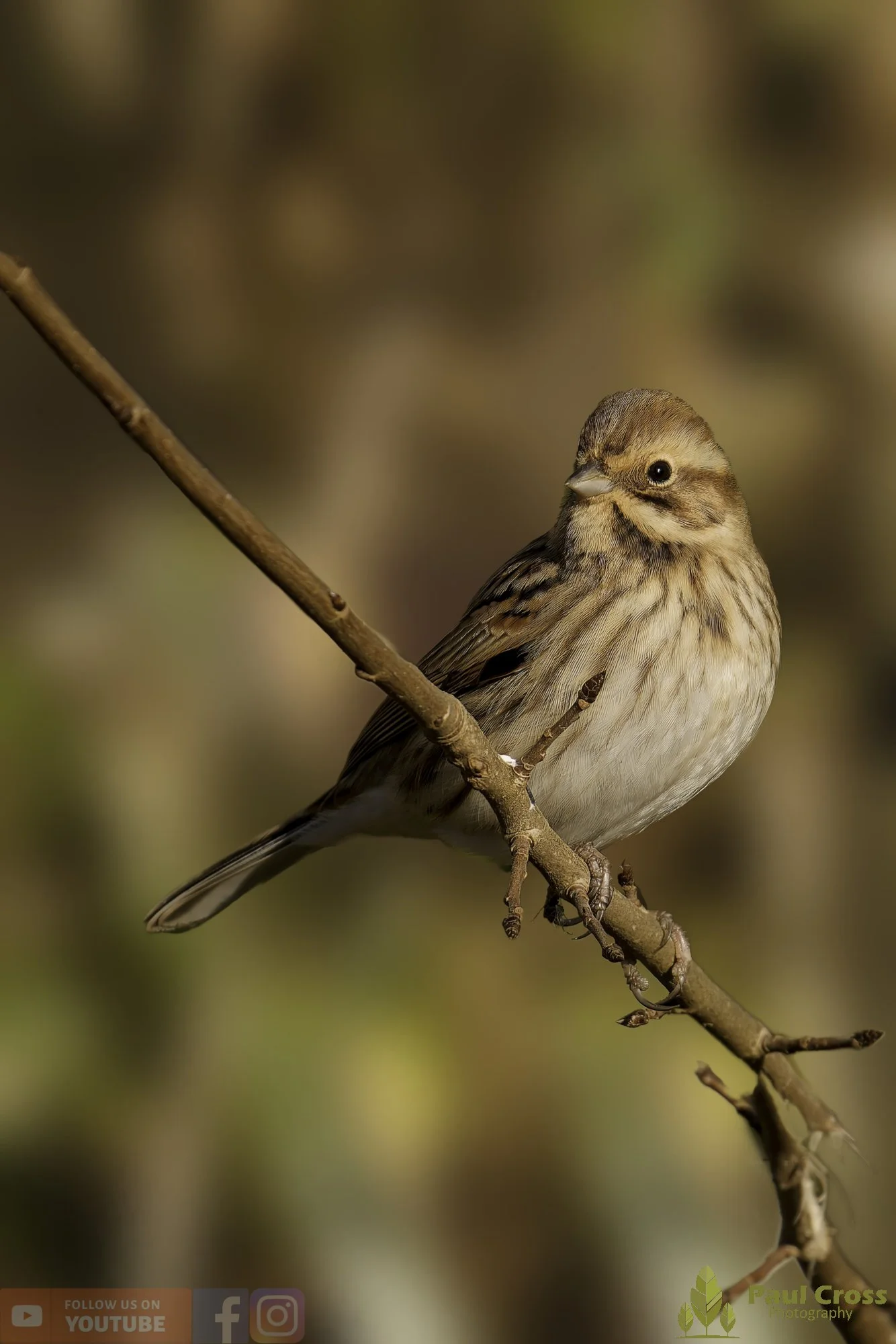 Common Reed Bunting-00070.jpg