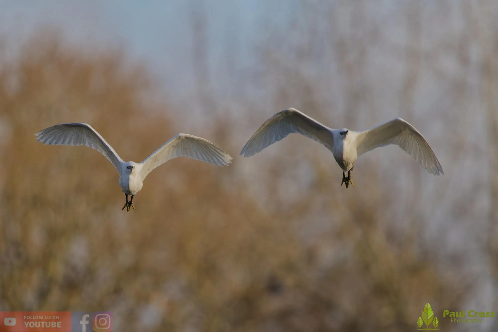 Little Egret-00531.jpg