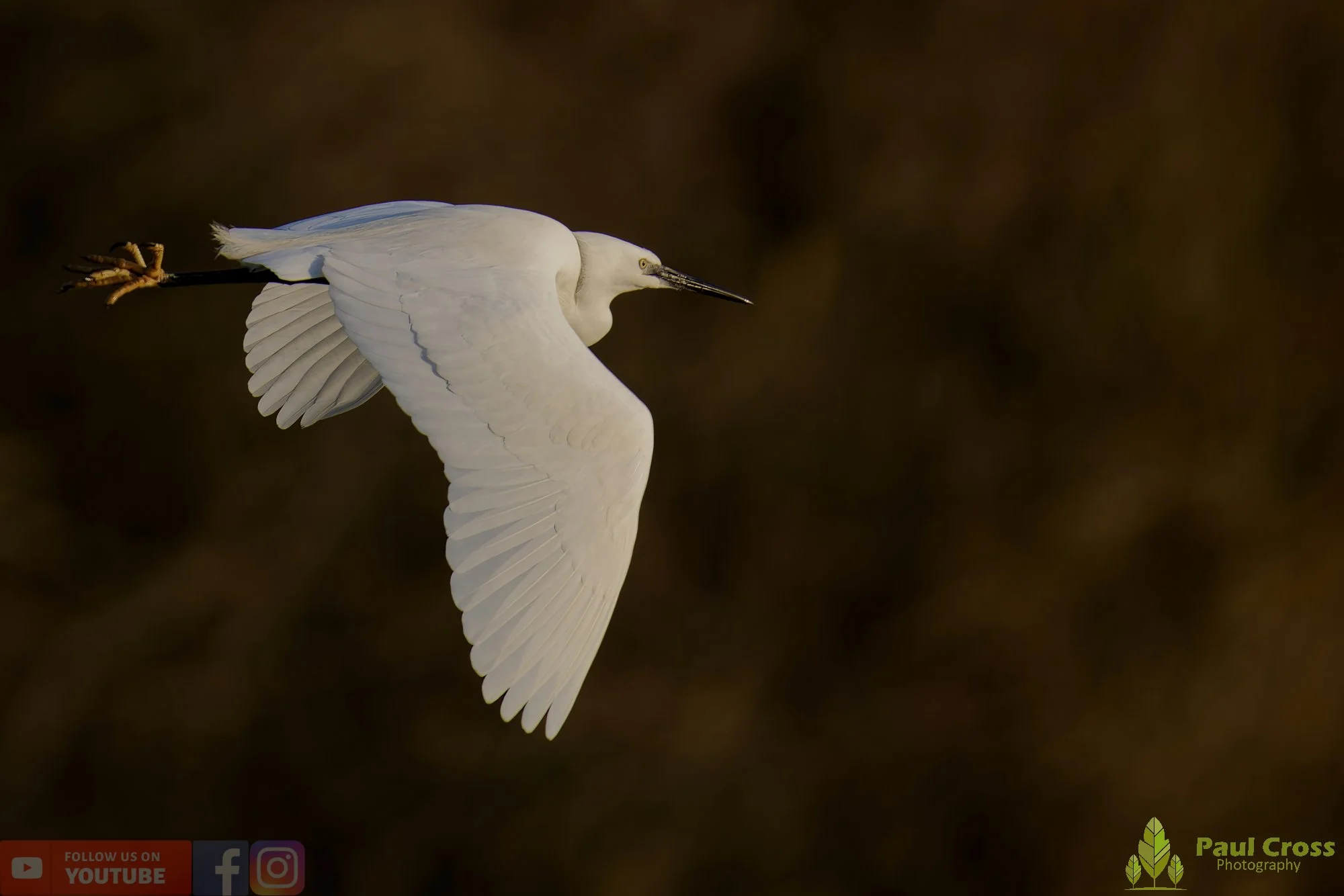 Little Egret-00532.jpg
