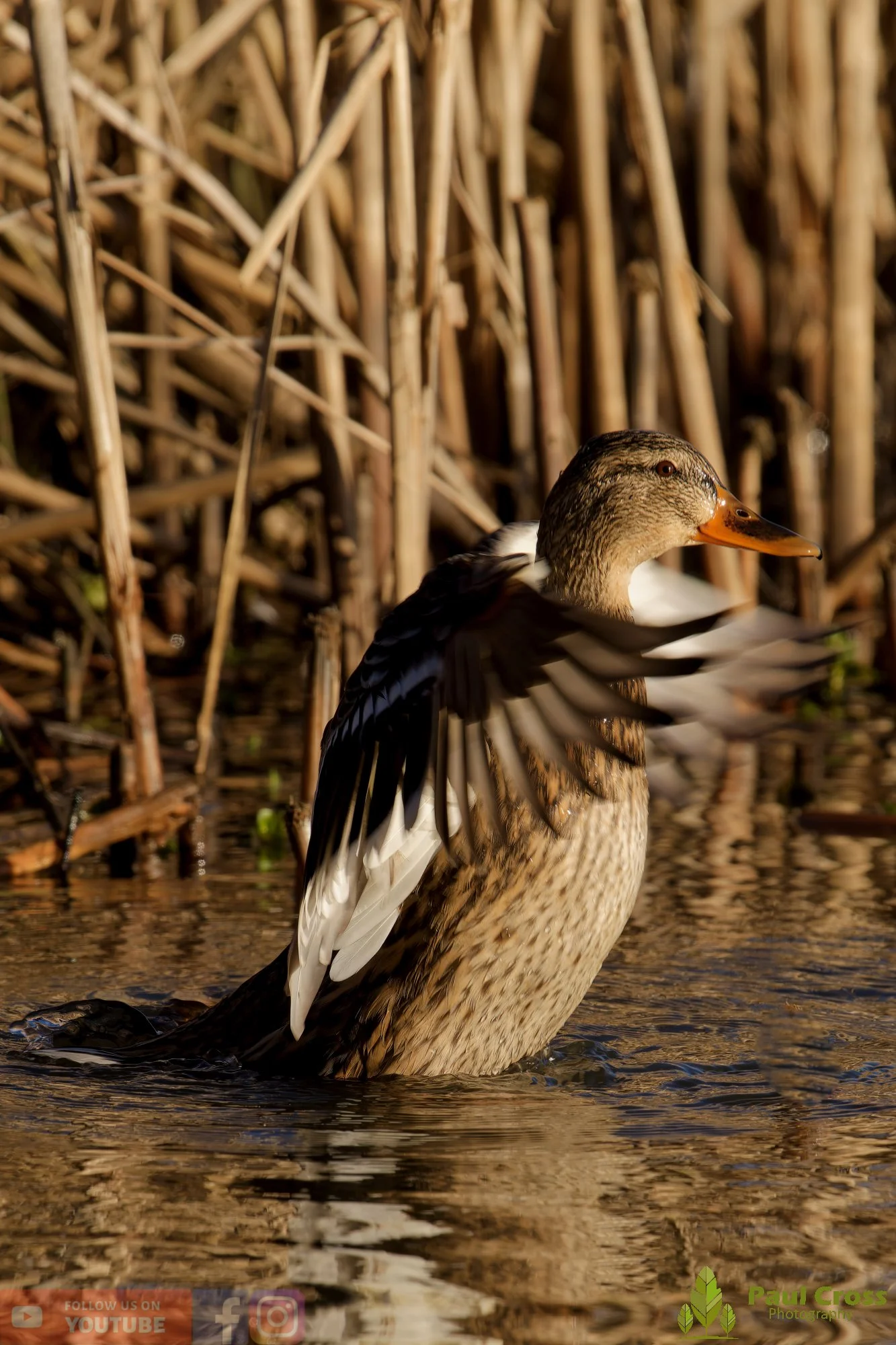 Mallard Duck-01197.jpg