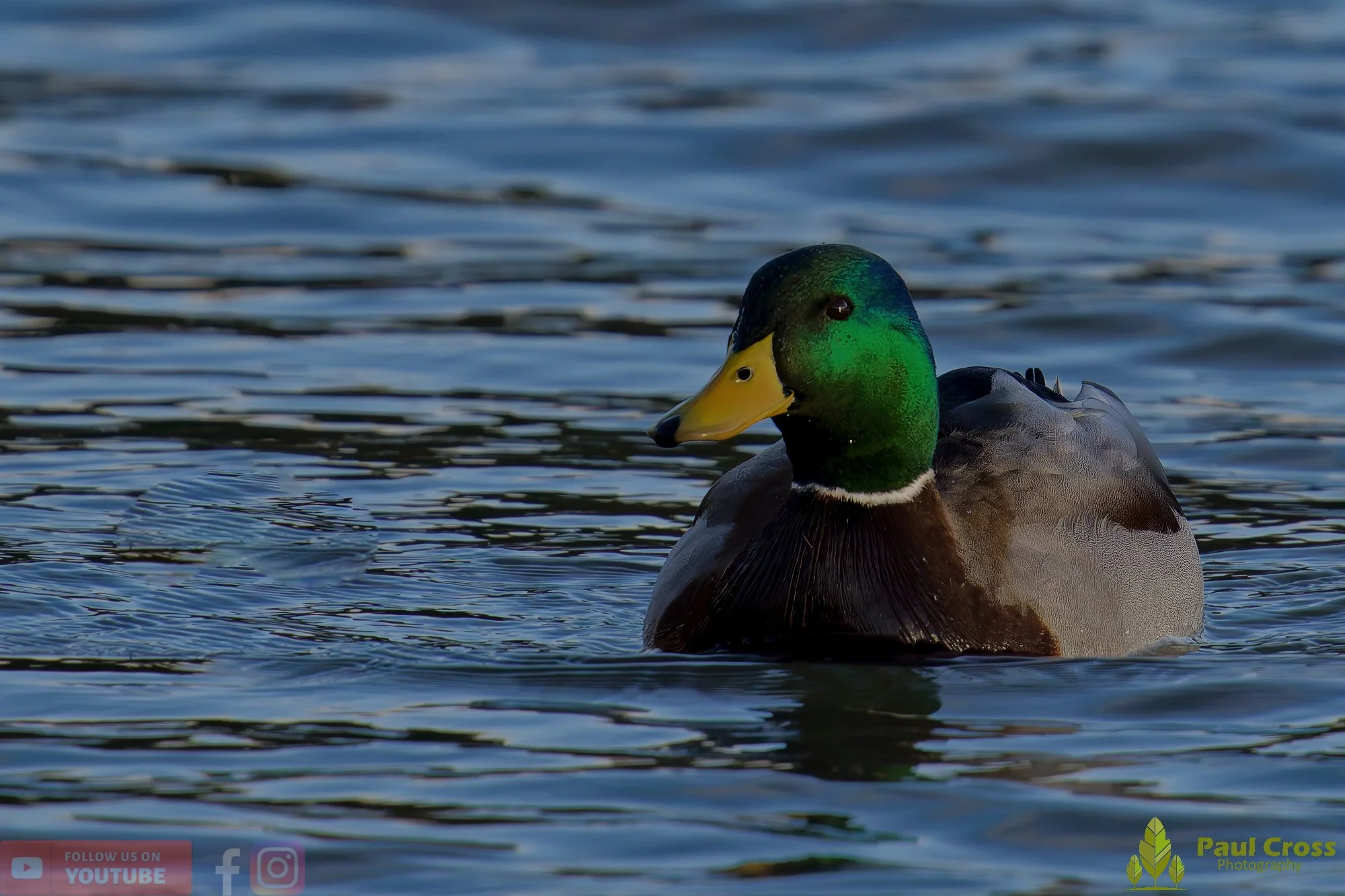 Mallard Duck-01198.jpg