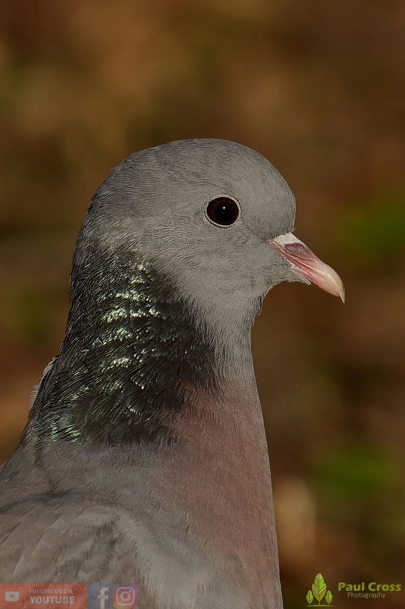 Stock Dove-00022.jpg