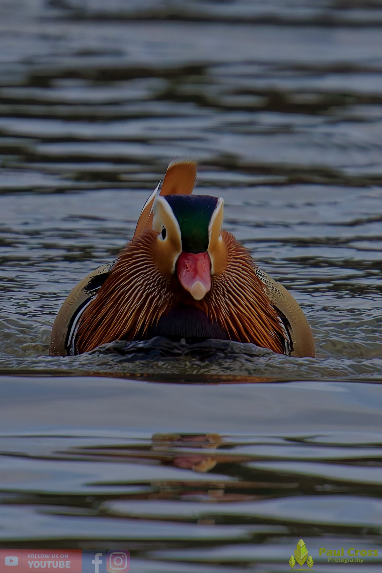 Mandarin Duck-00111.jpg