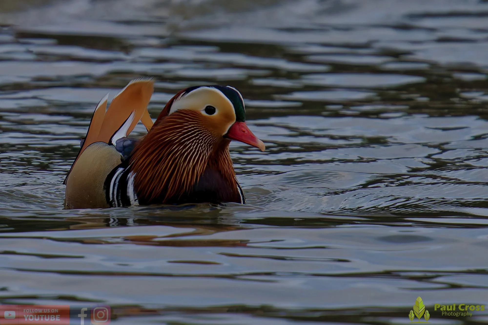 Mandarin Duck-00110.jpg