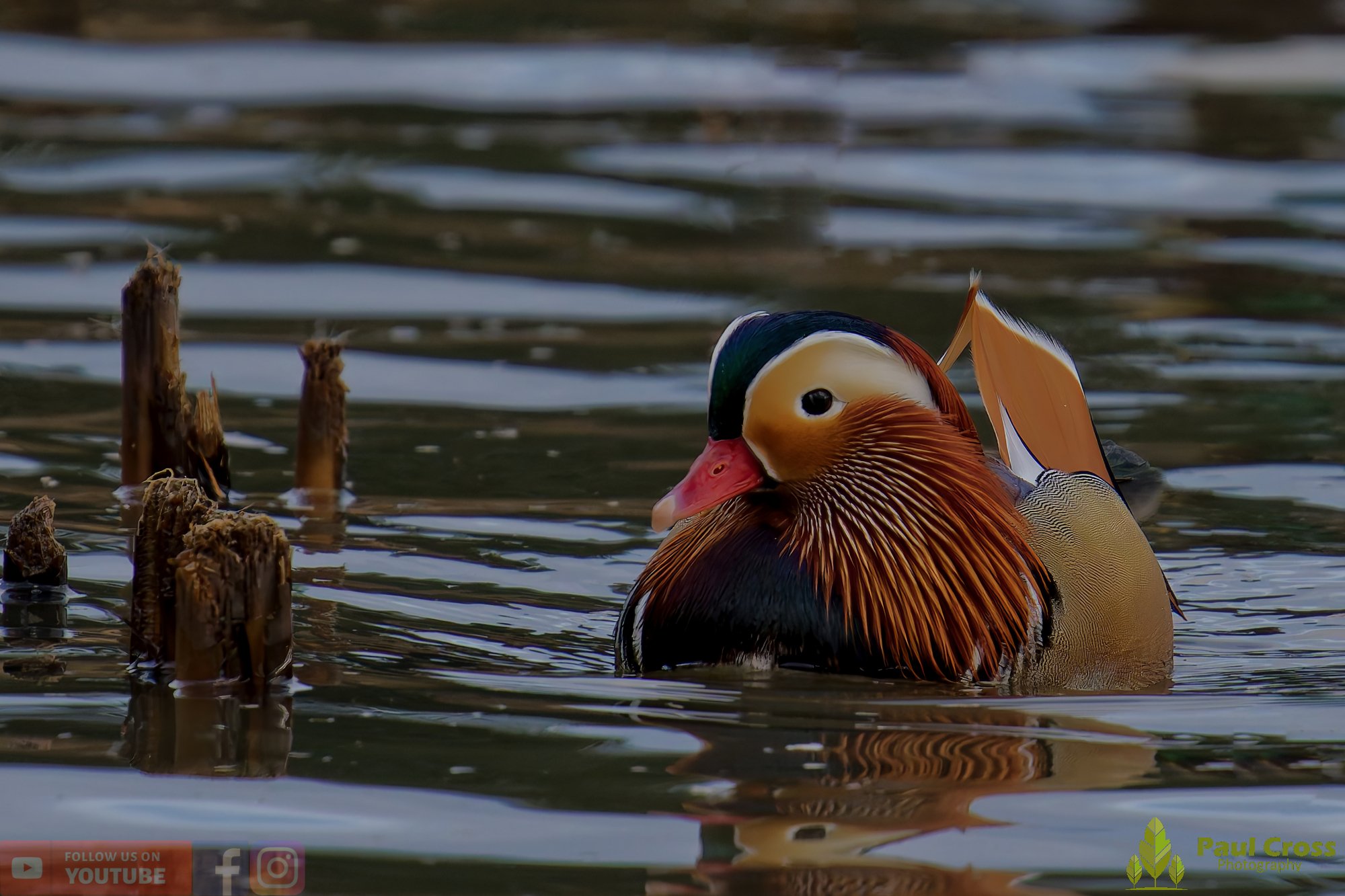 Mandarin Duck-00112.jpg