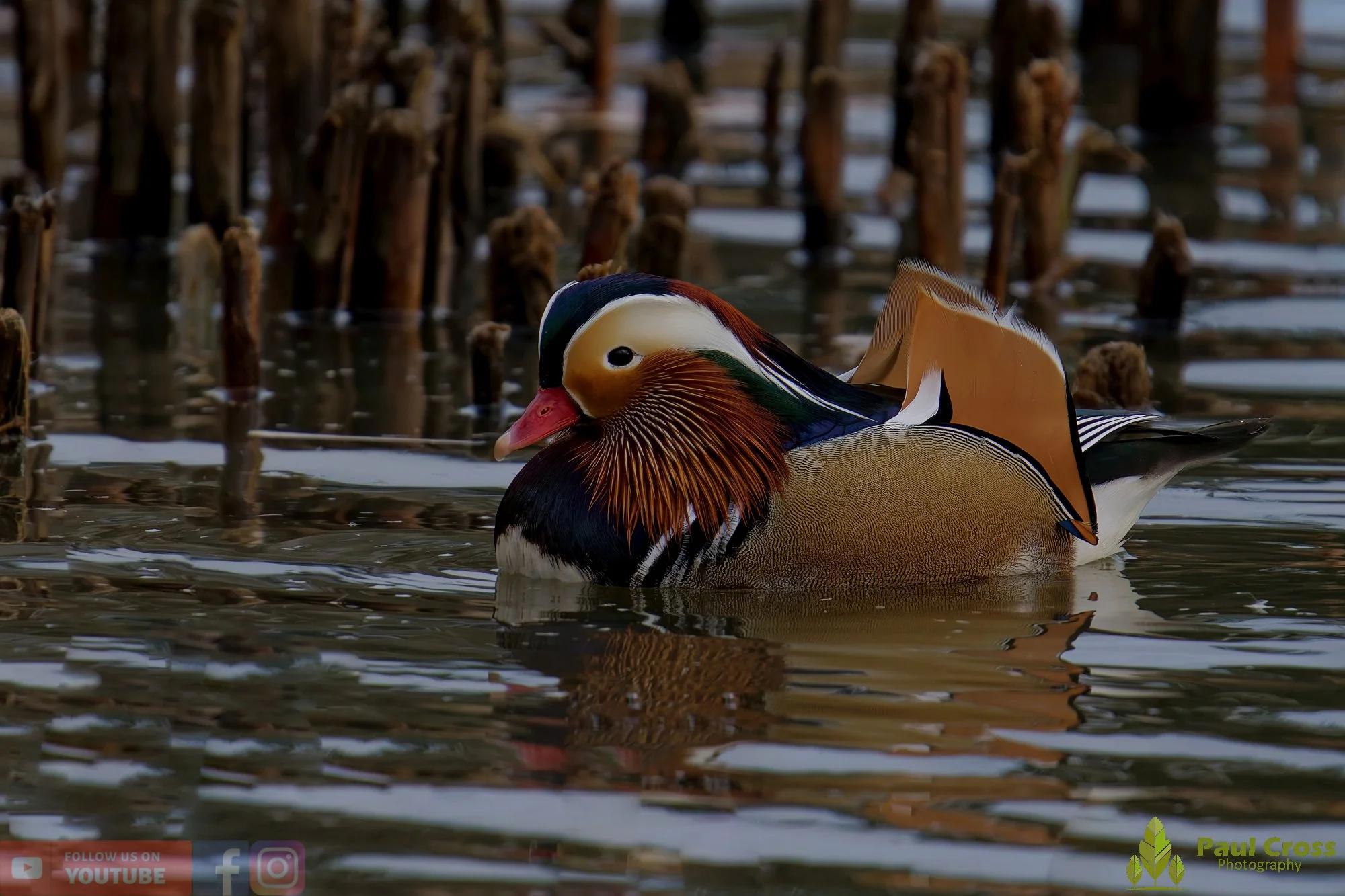 Mandarin Duck-00114.jpg