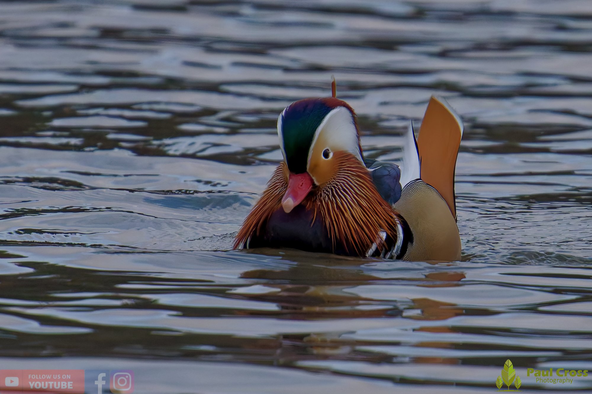 Mandarin Duck-00118.jpg