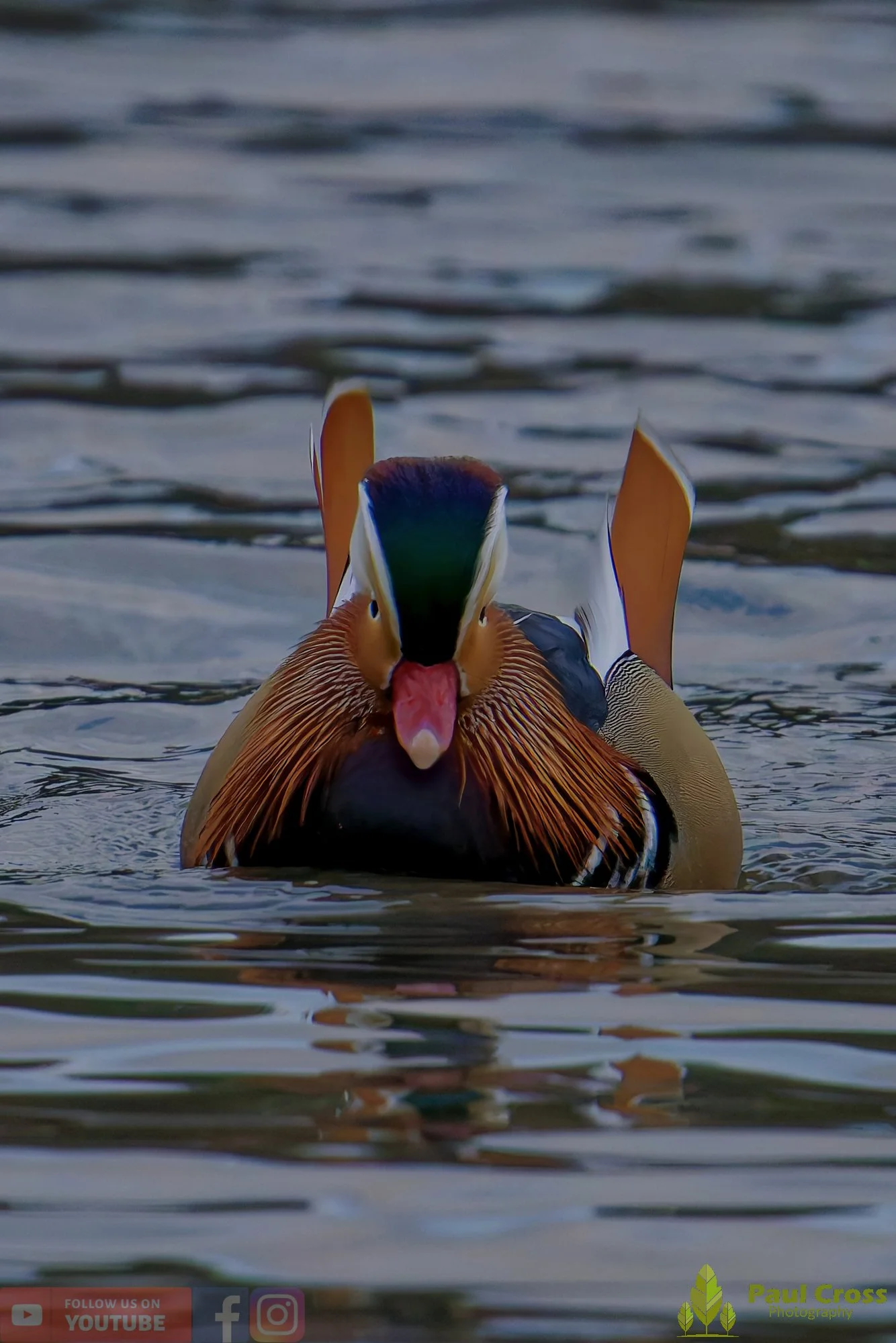 Mandarin Duck-00119.jpg