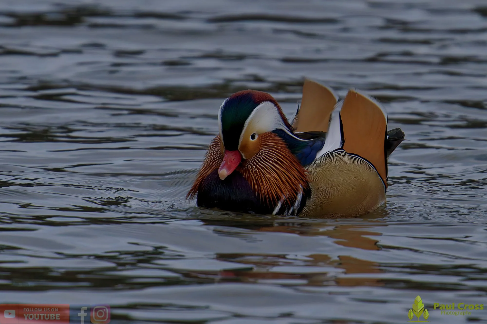 Mandarin Duck-00125.jpg