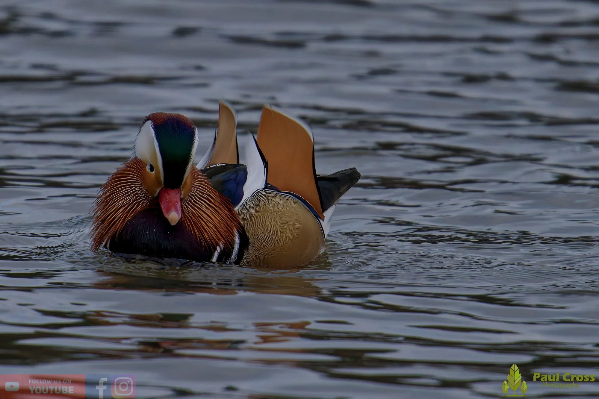 Mandarin Duck-00126.jpg