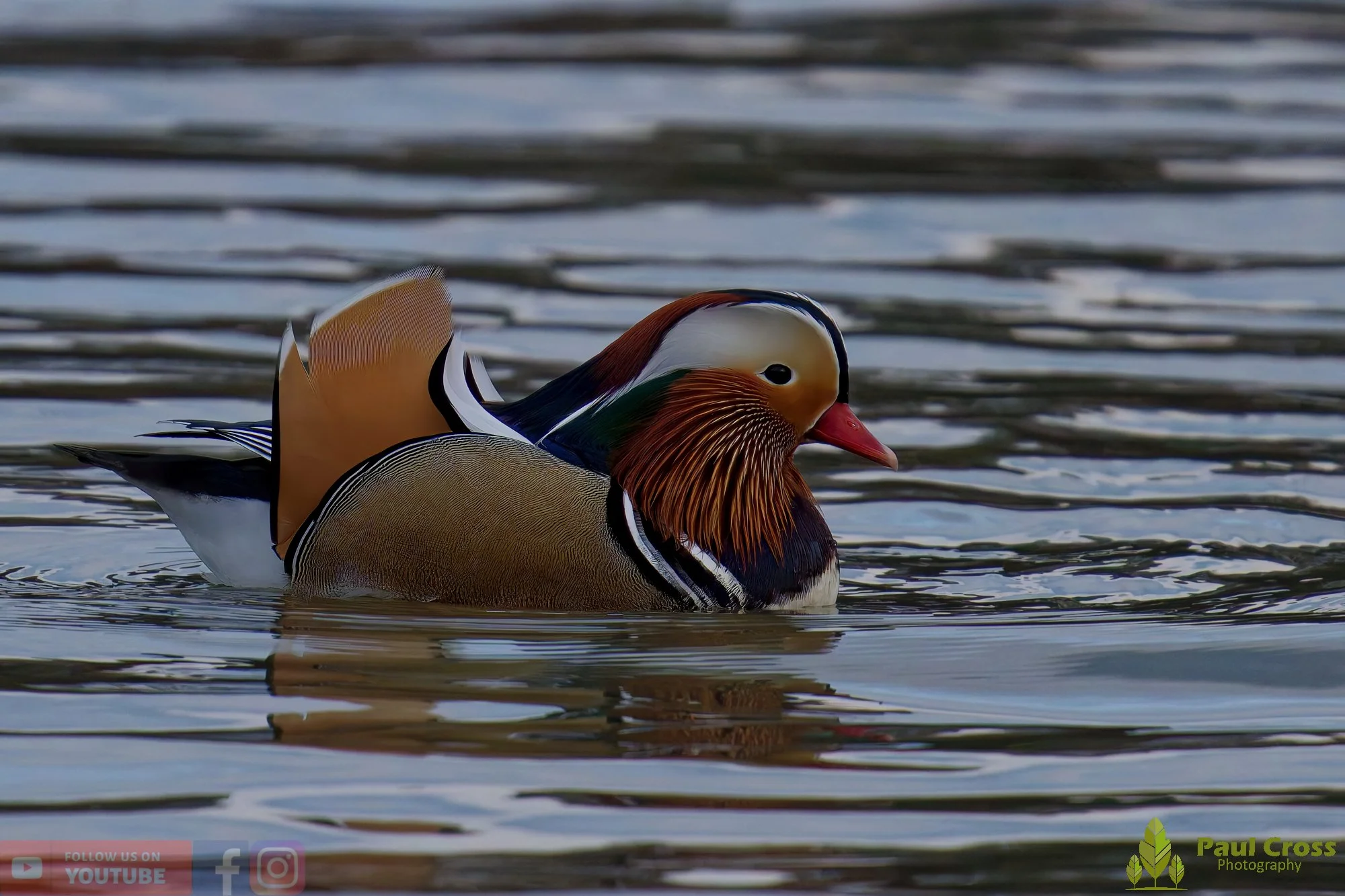 Mandarin Duck-00131.jpg