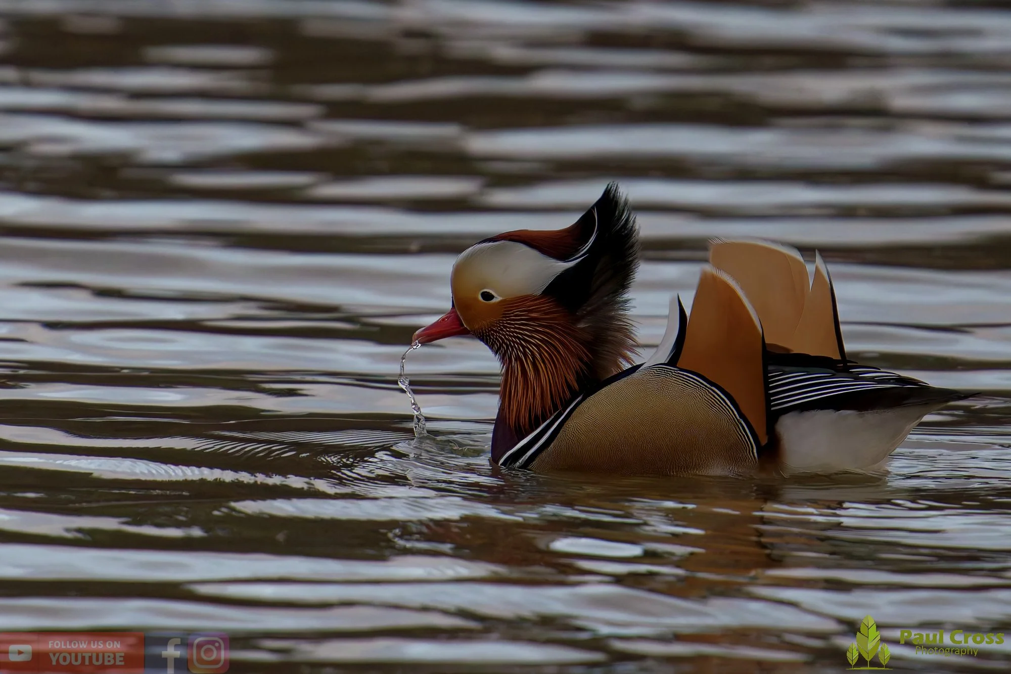 Mandarin Duck-00134.jpg