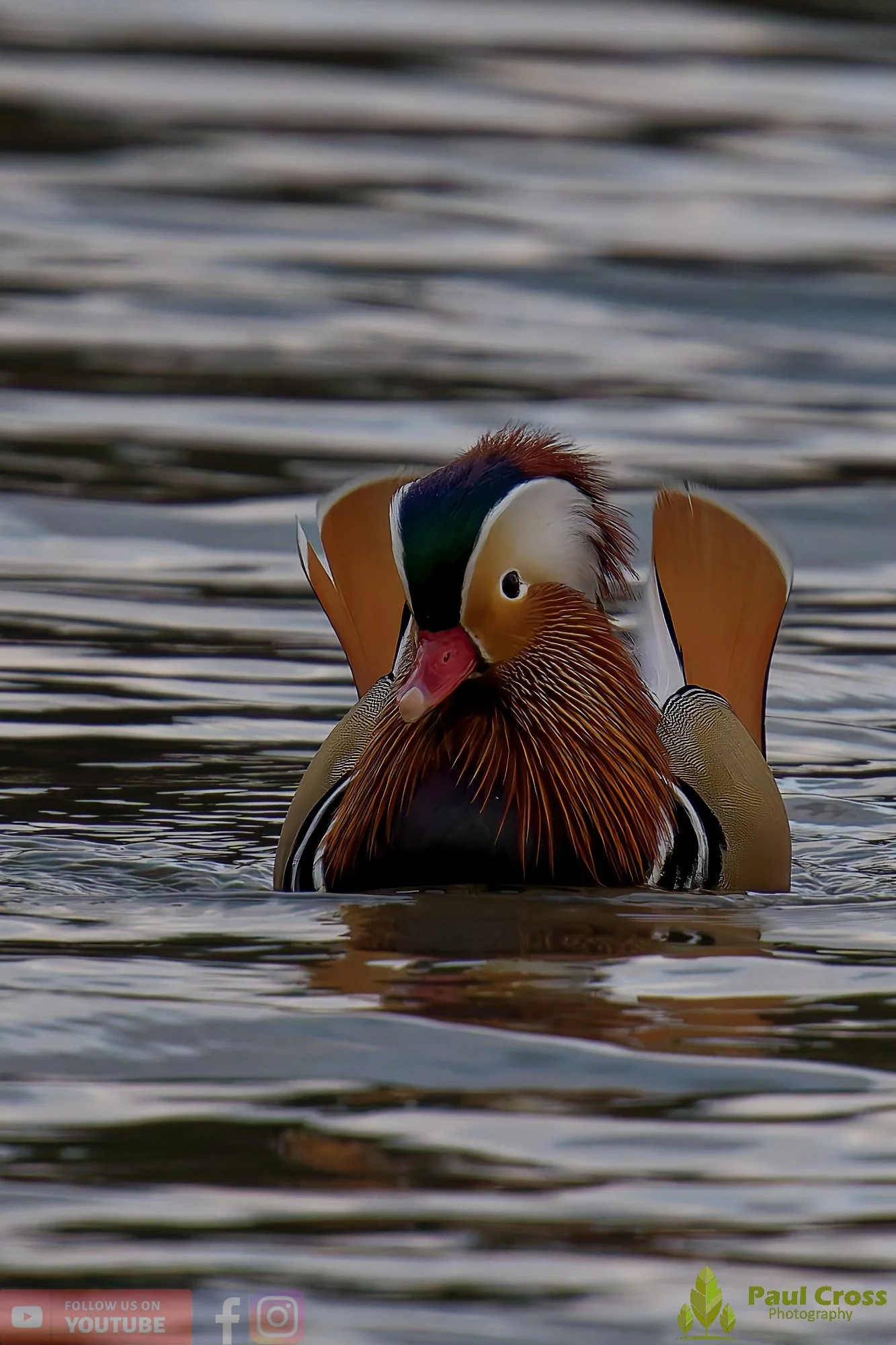Mandarin Duck-00136.jpg