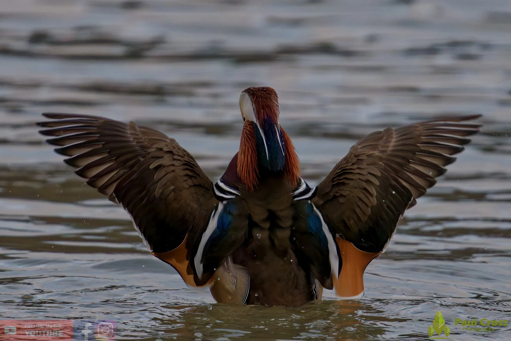 Mandarin Duck-00143.jpg