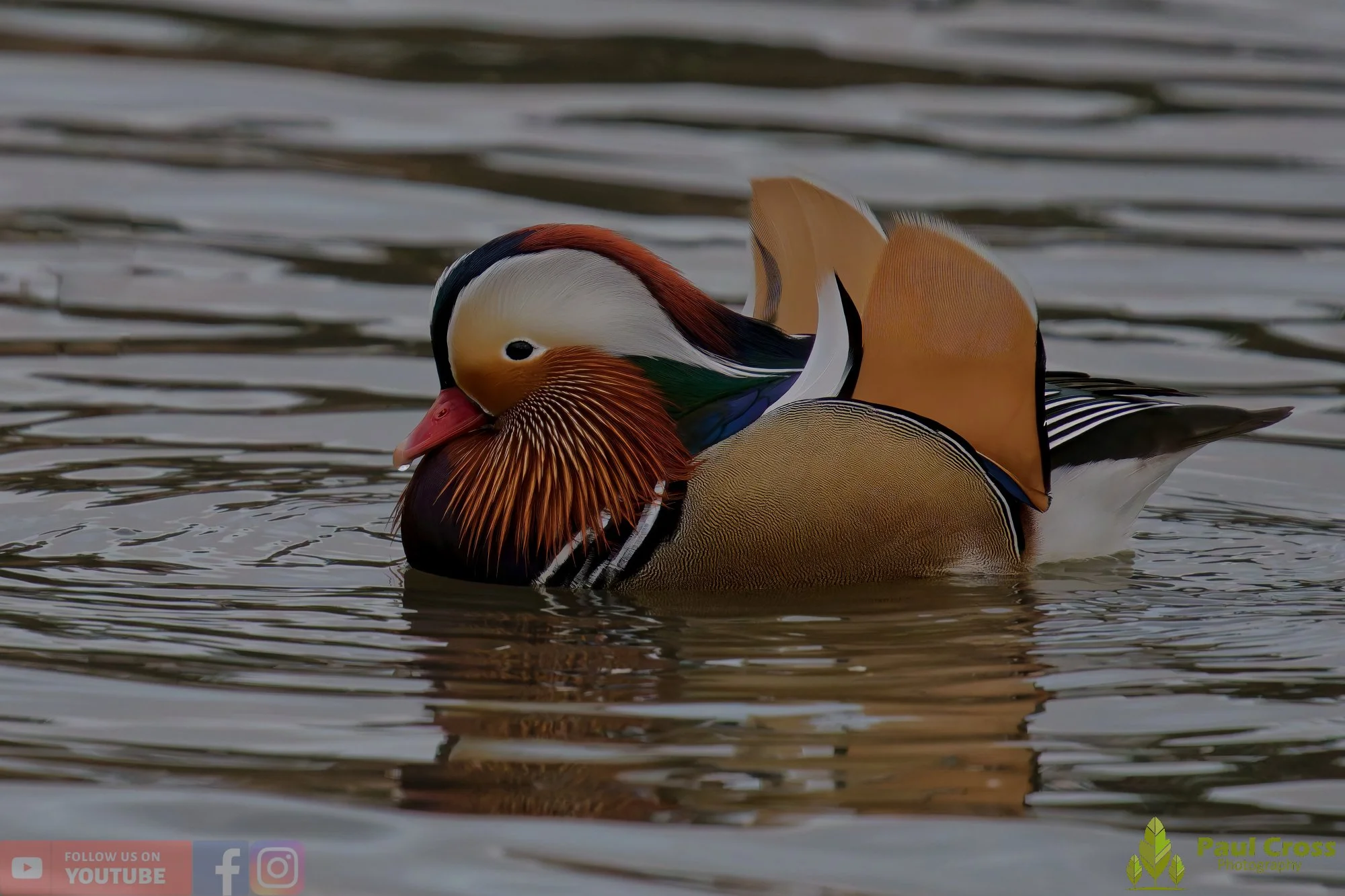 Mandarin Duck-00147.jpg