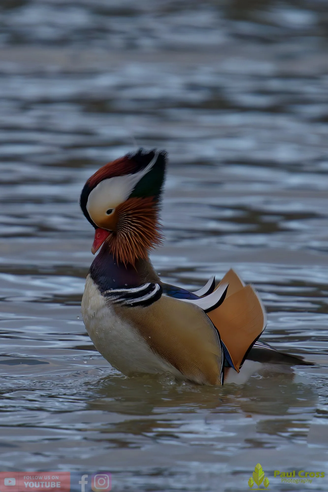 Mandarin Duck-00116.jpg