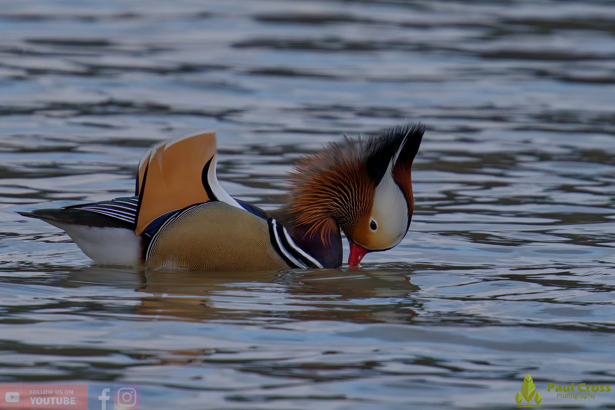 Mandarin Duck-00117.jpg