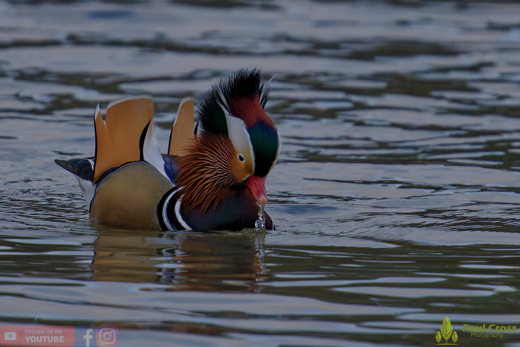 Mandarin Duck-00120.jpg