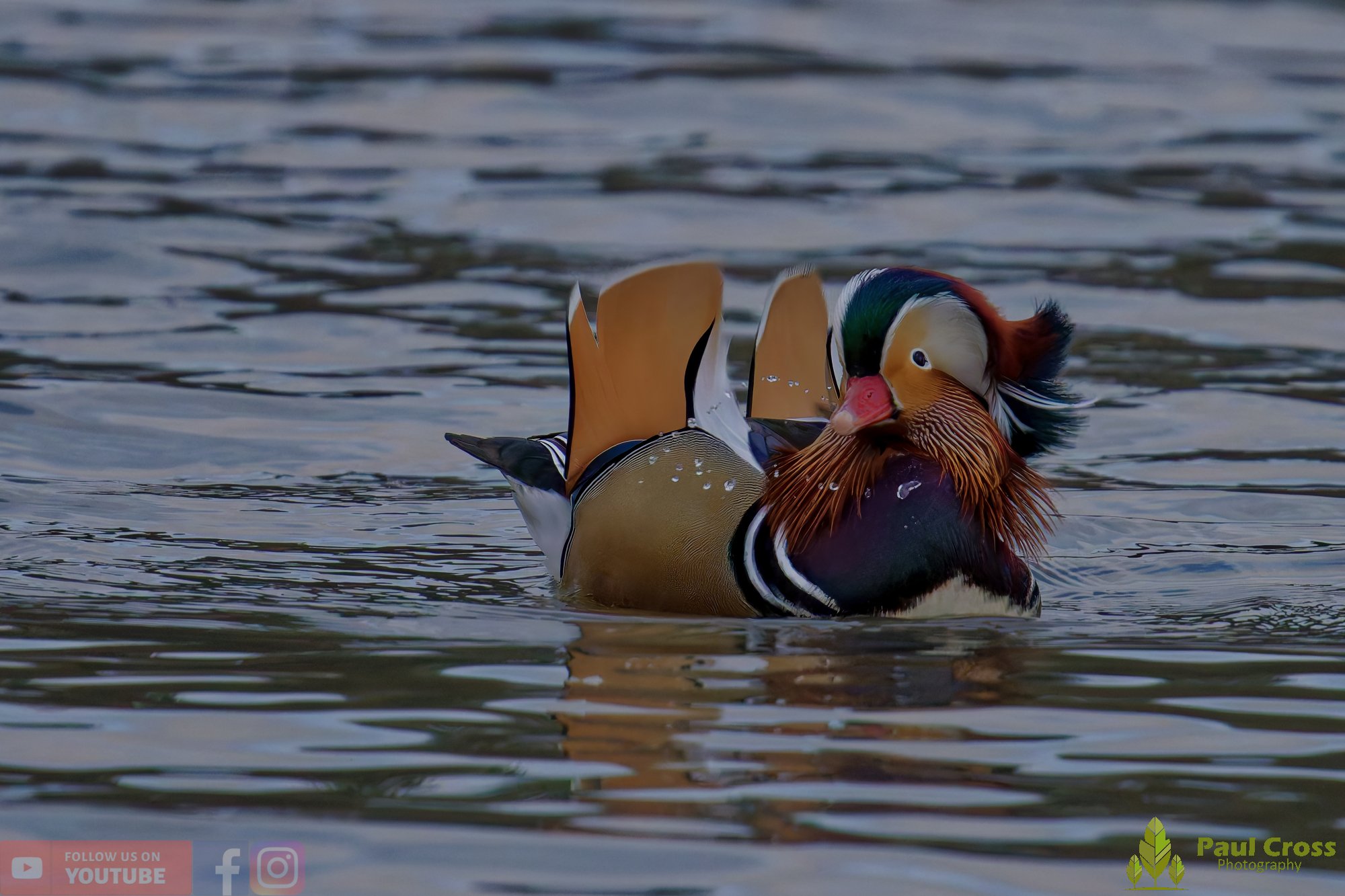 Mandarin Duck-00121.jpg