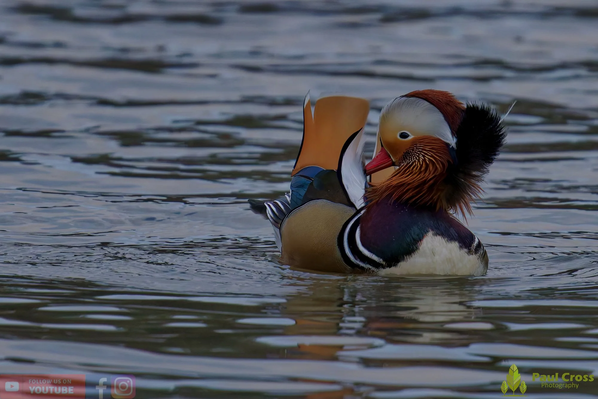 Mandarin Duck-00122.jpg