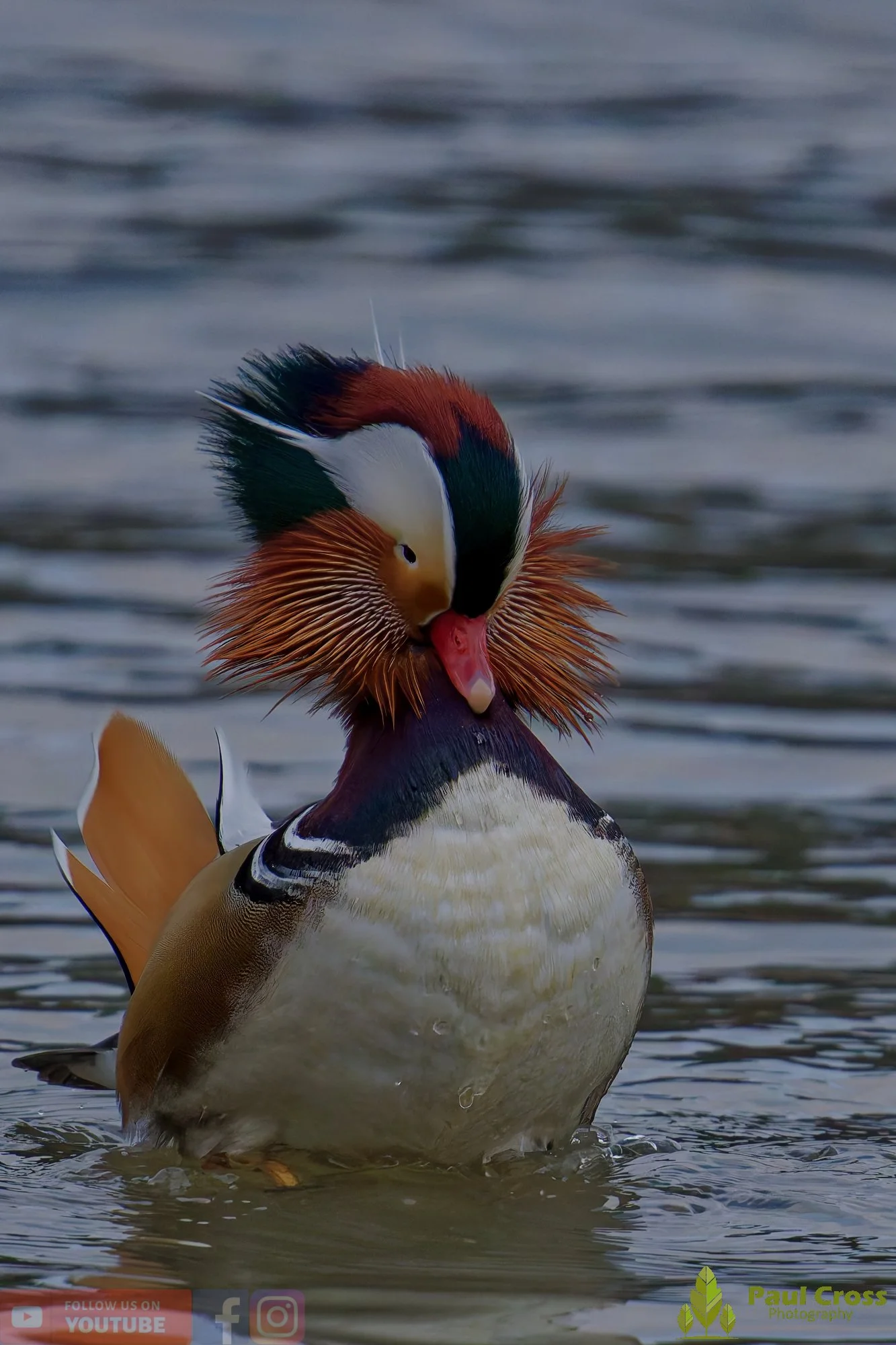 Mandarin Duck-00124.jpg