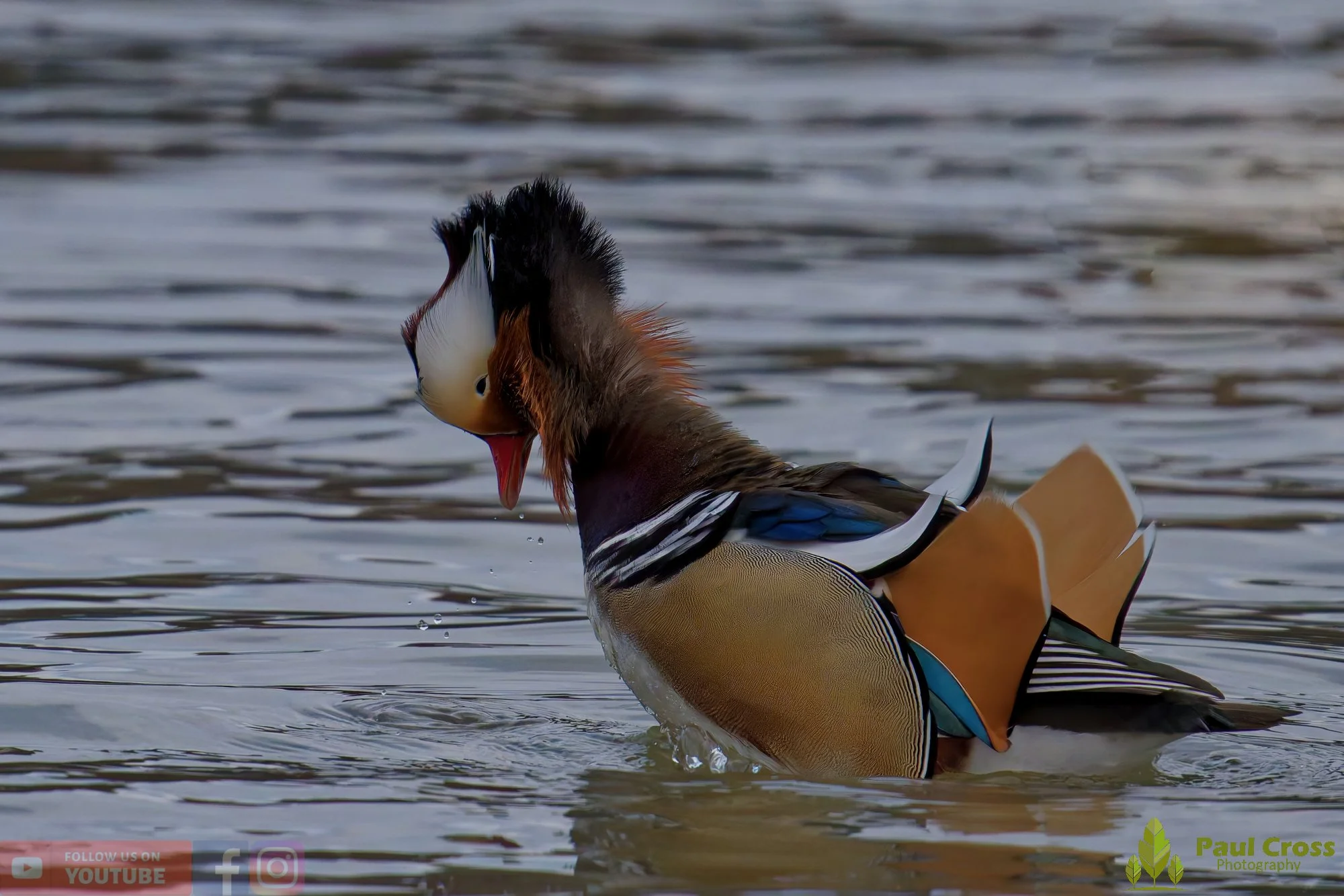 Mandarin Duck-00128.jpg