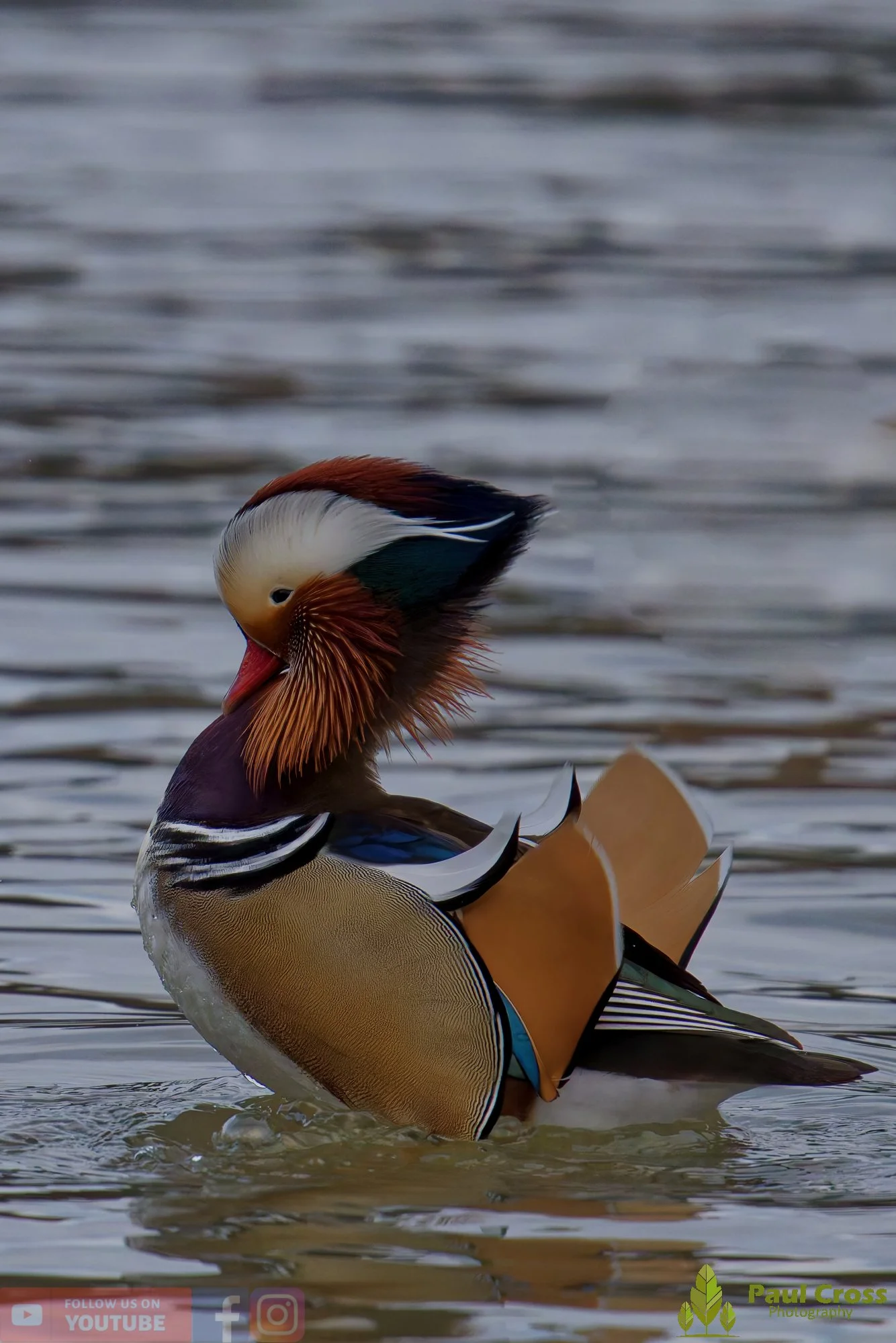 Mandarin Duck-00129.jpg
