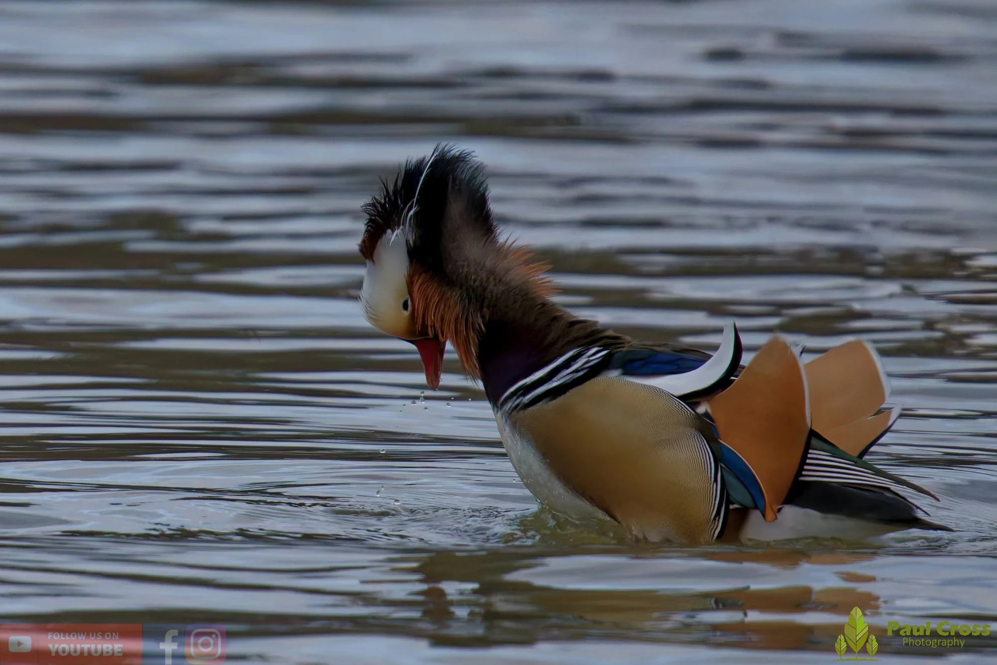 Mandarin Duck-00130.jpg