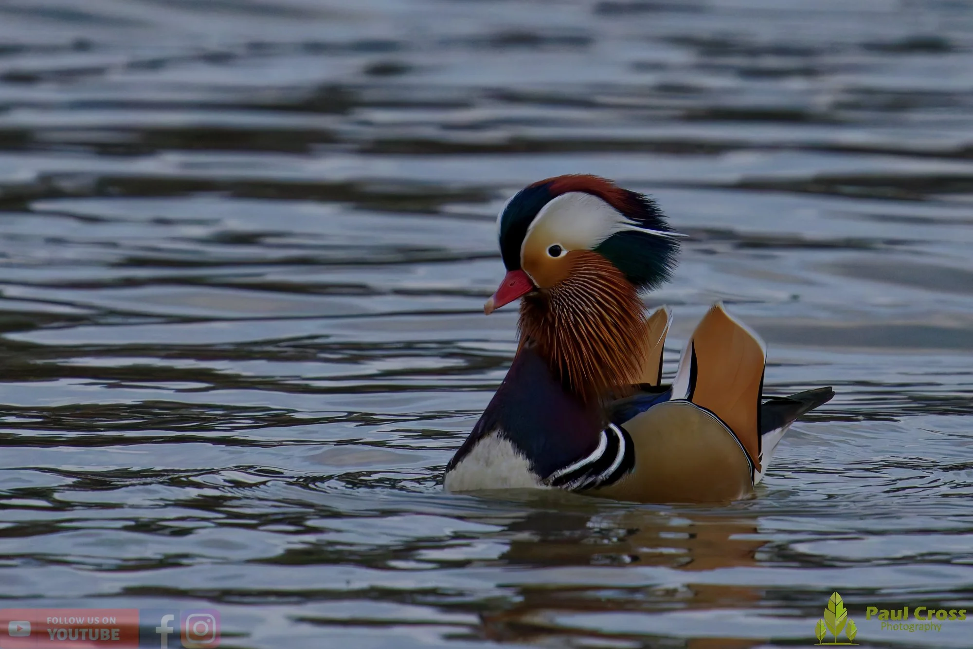 Mandarin Duck-00133.jpg