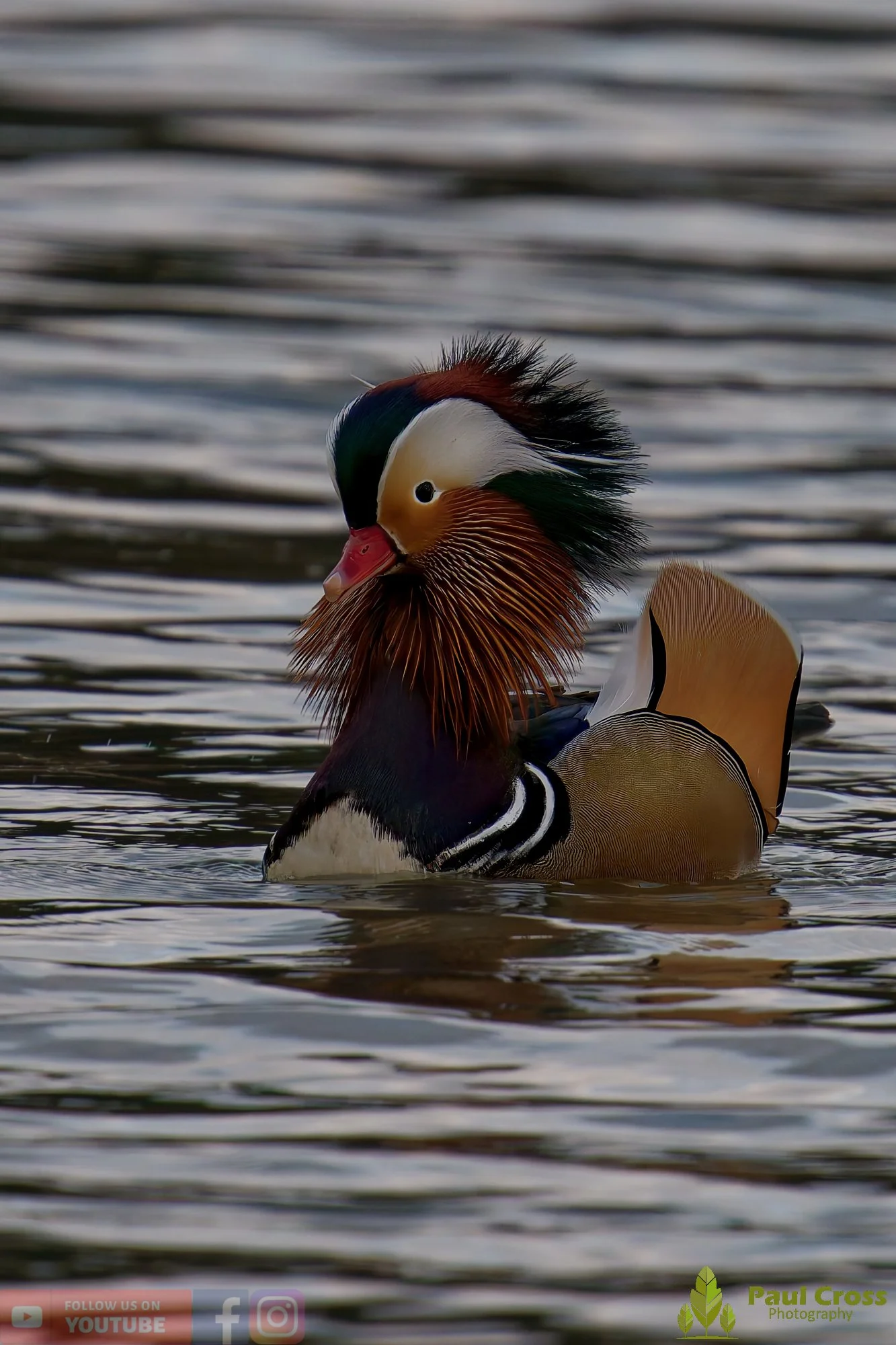 Mandarin Duck-00137.jpg
